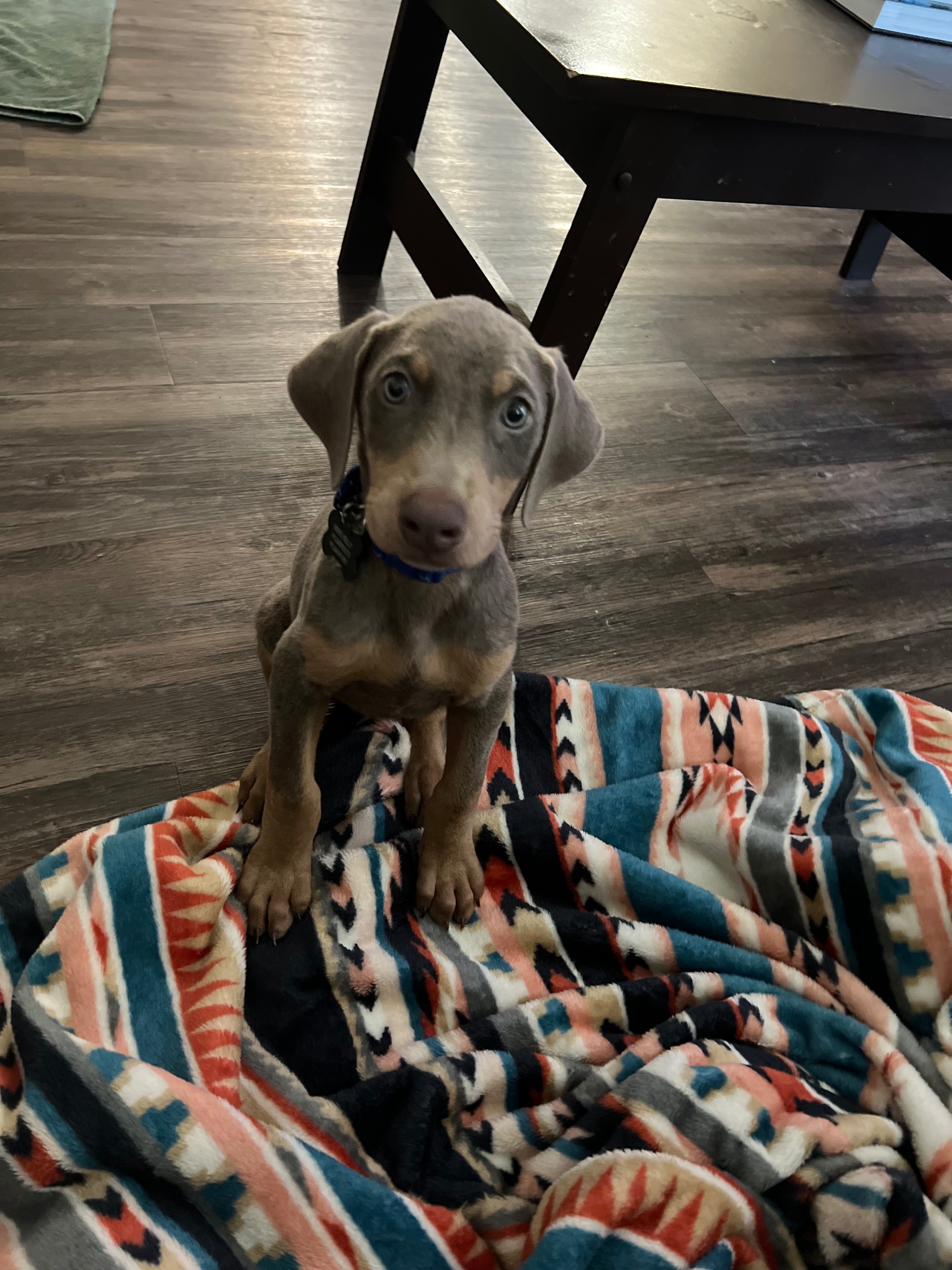 Save Denver: Fund His Parvo Care campaign photo, 2 of 7