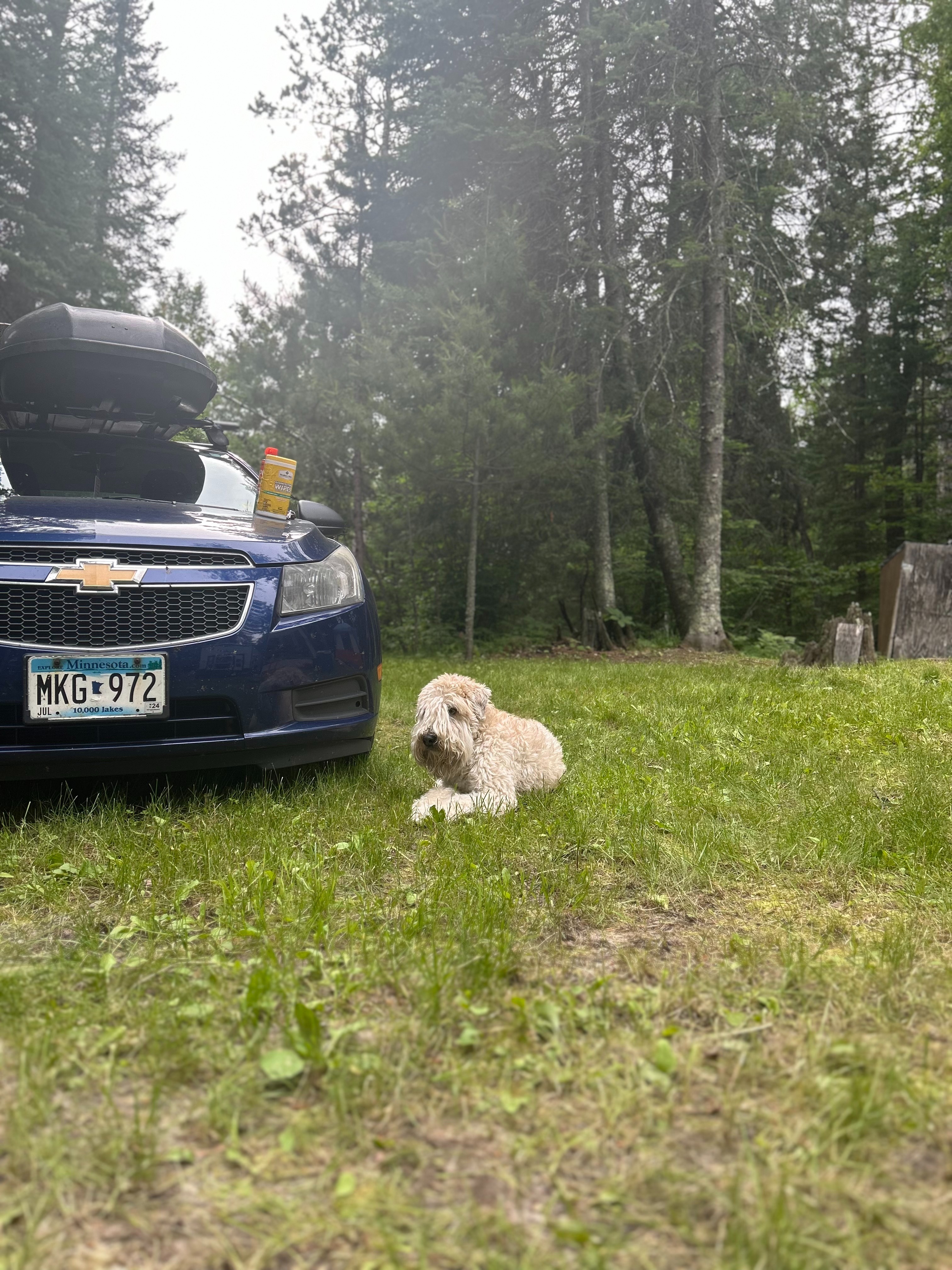 Help Molly Get Back on the Road campaign photo, 4 of 8