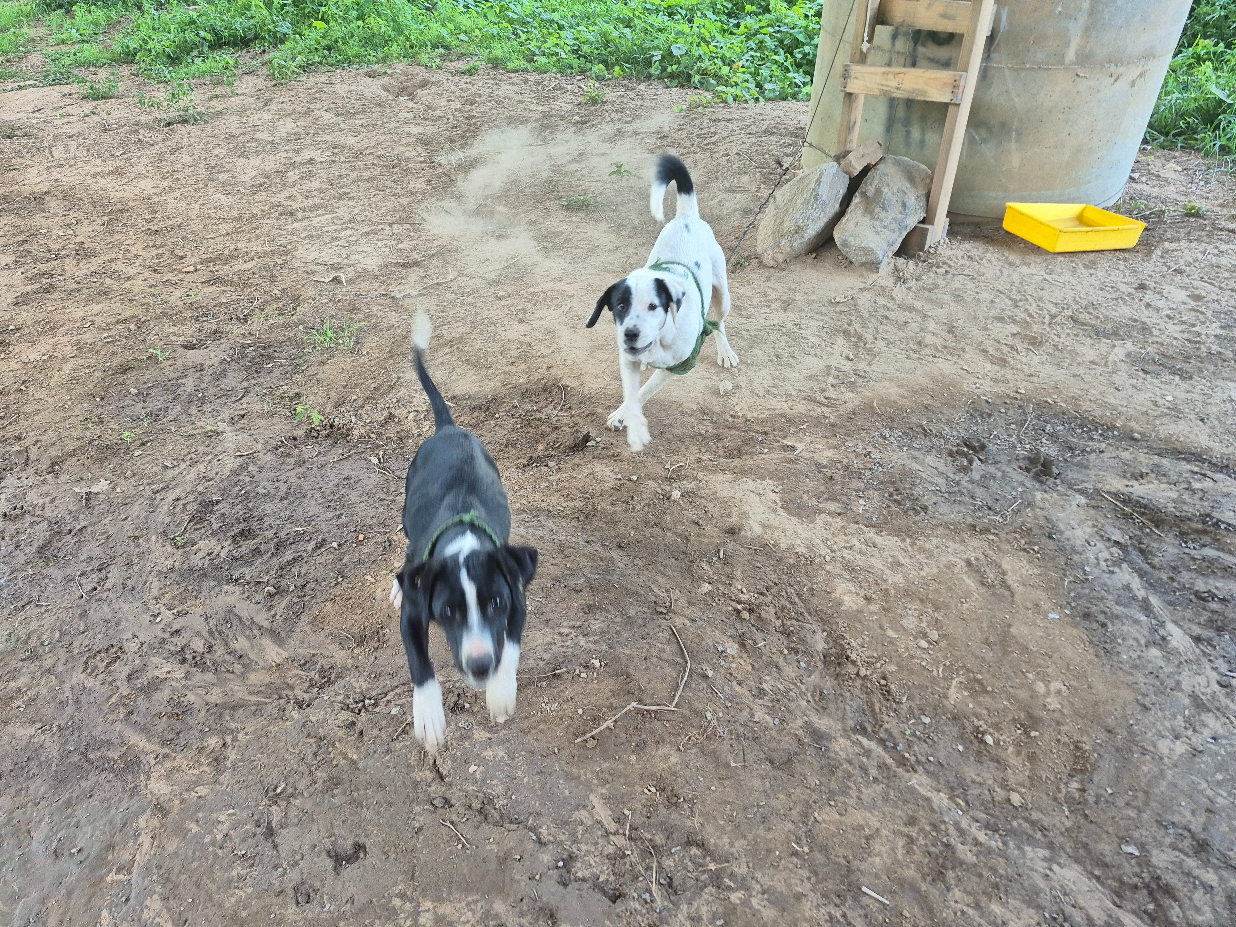 Help Lorie and Her Pets Return Home campaign photo, 2 of 5