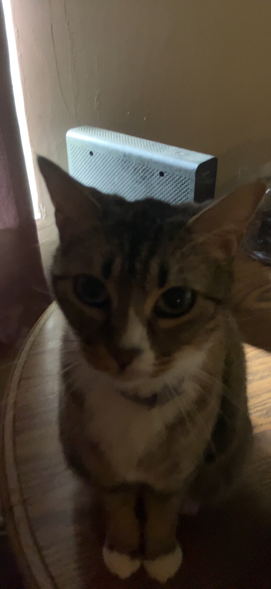 Help Ruby Get Life-Saving Surgery campaign photo, 2 of 8