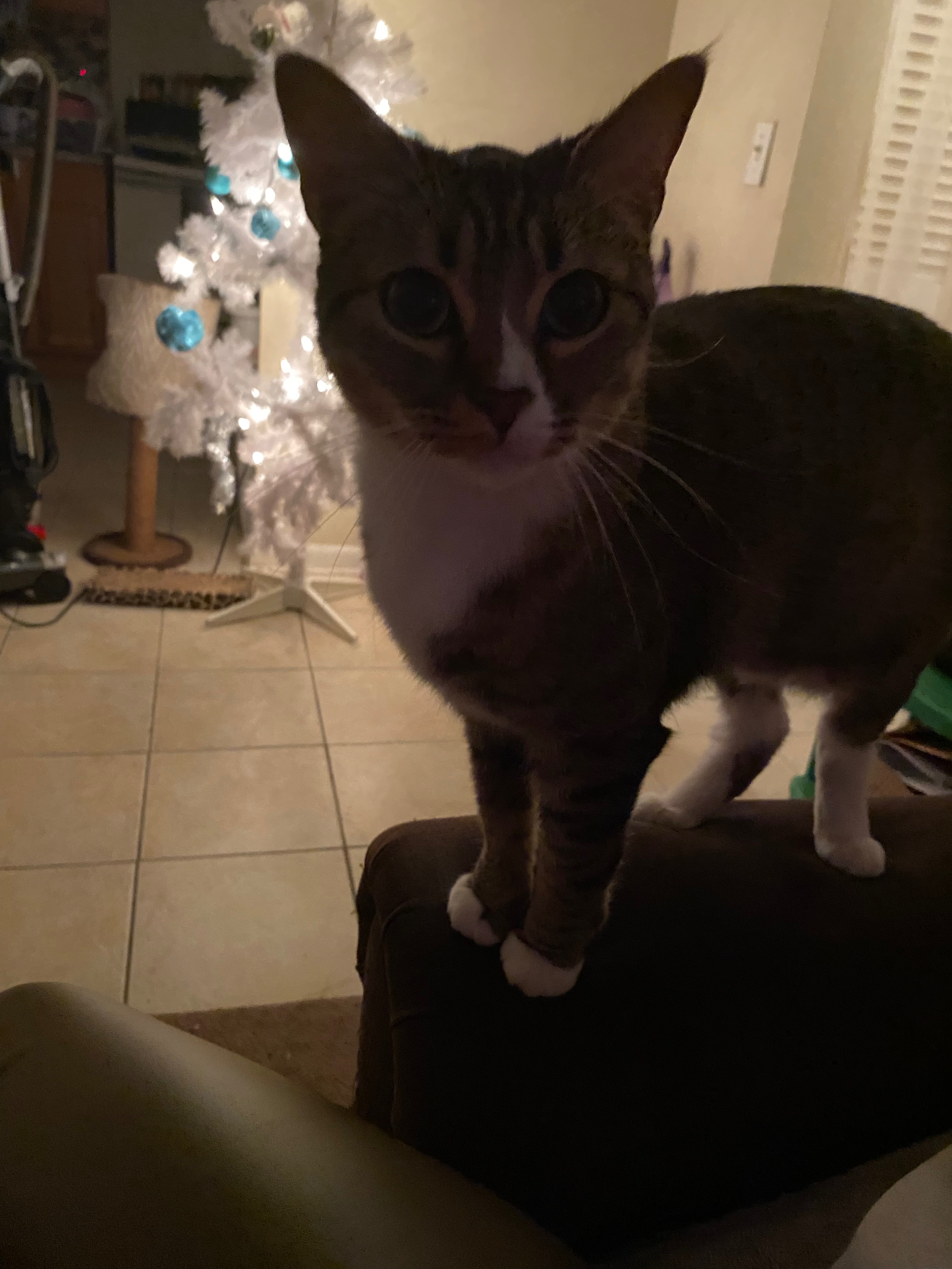 Help Ruby Get Life-Saving Surgery campaign photo, 4 of 8