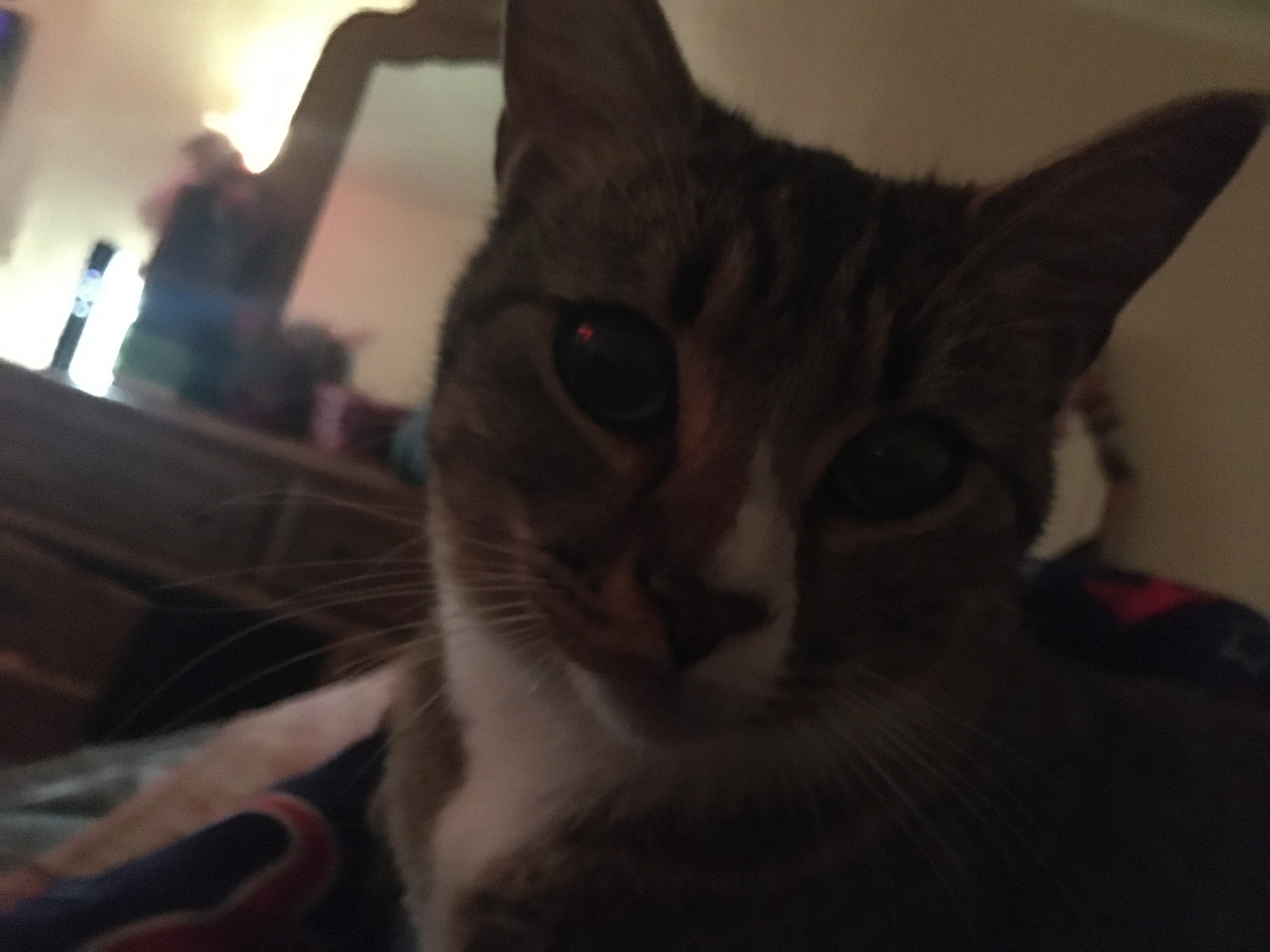 Help Ruby Get Life-Saving Surgery campaign photo, 5 of 8