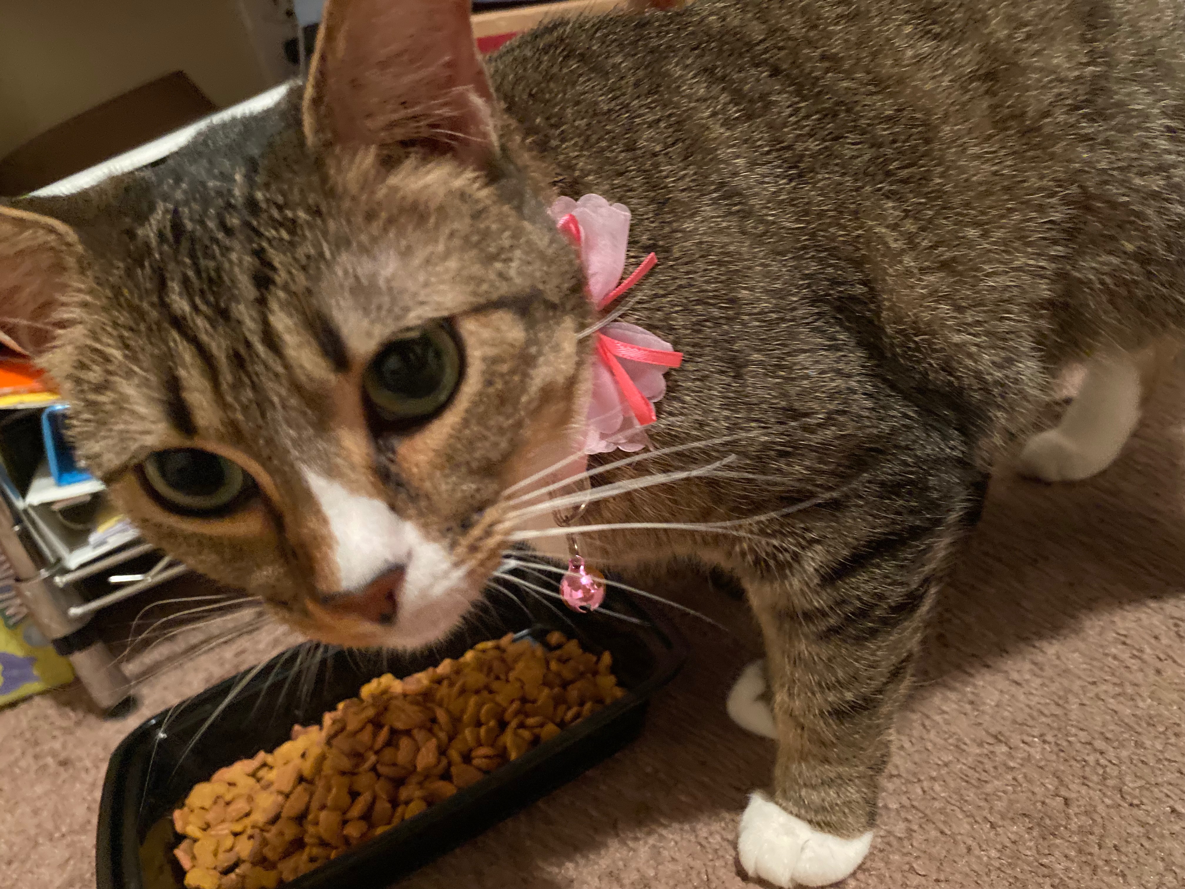 Help Ruby Get Life-Saving Surgery campaign photo, 6 of 8
