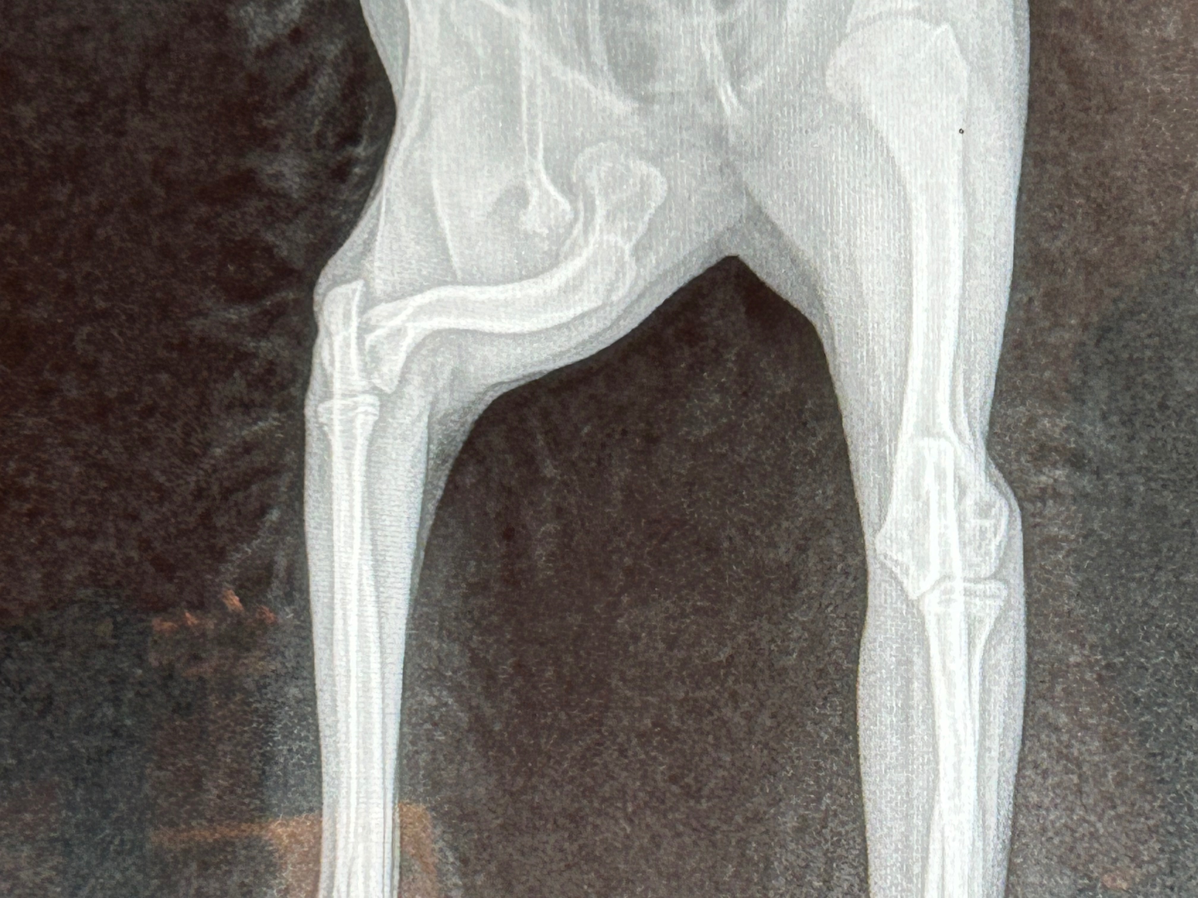 Help Ace Get the Surgery She Needs campaign photo, 4 of 6