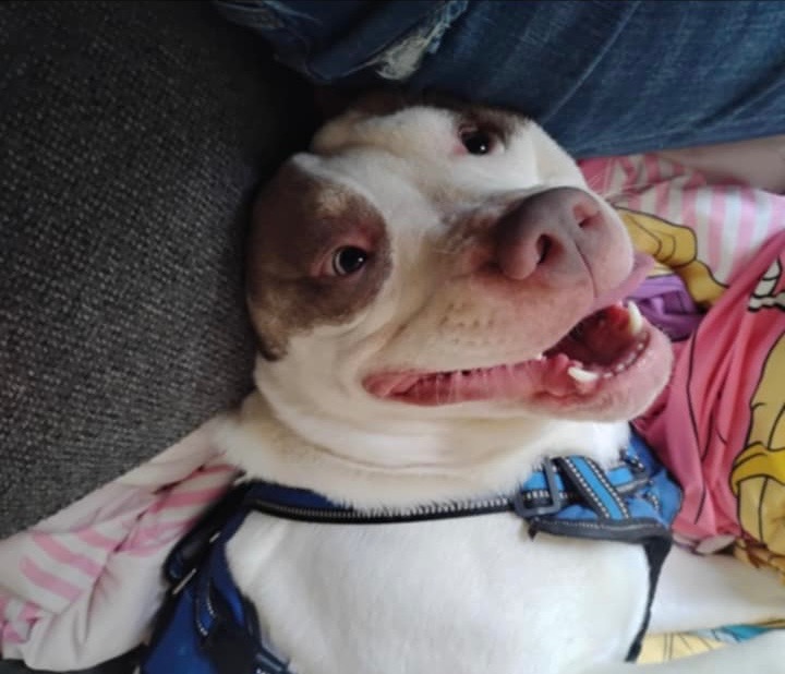Help for Family dog campaign photo, 2 of 7