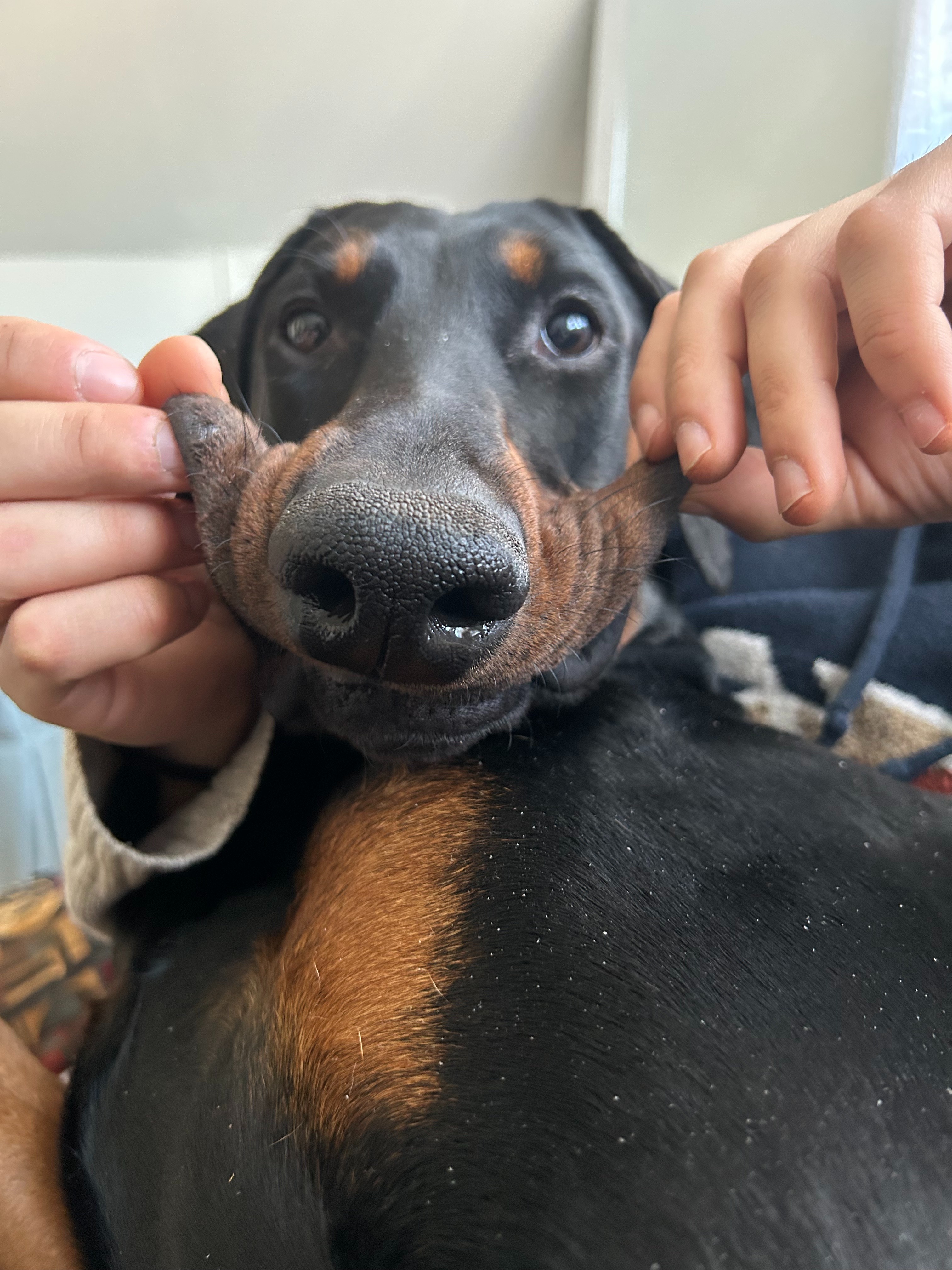 Sonny Survived — Now We Need Help With His Vet Bill campaign photo, 2 of 8