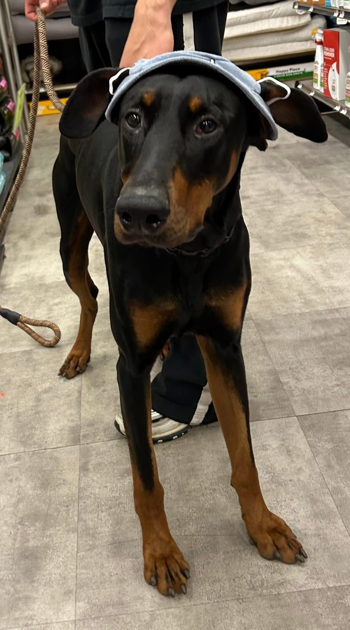Sonny Survived — Now We Need Help With His Vet Bill campaign photo, 5 of 8