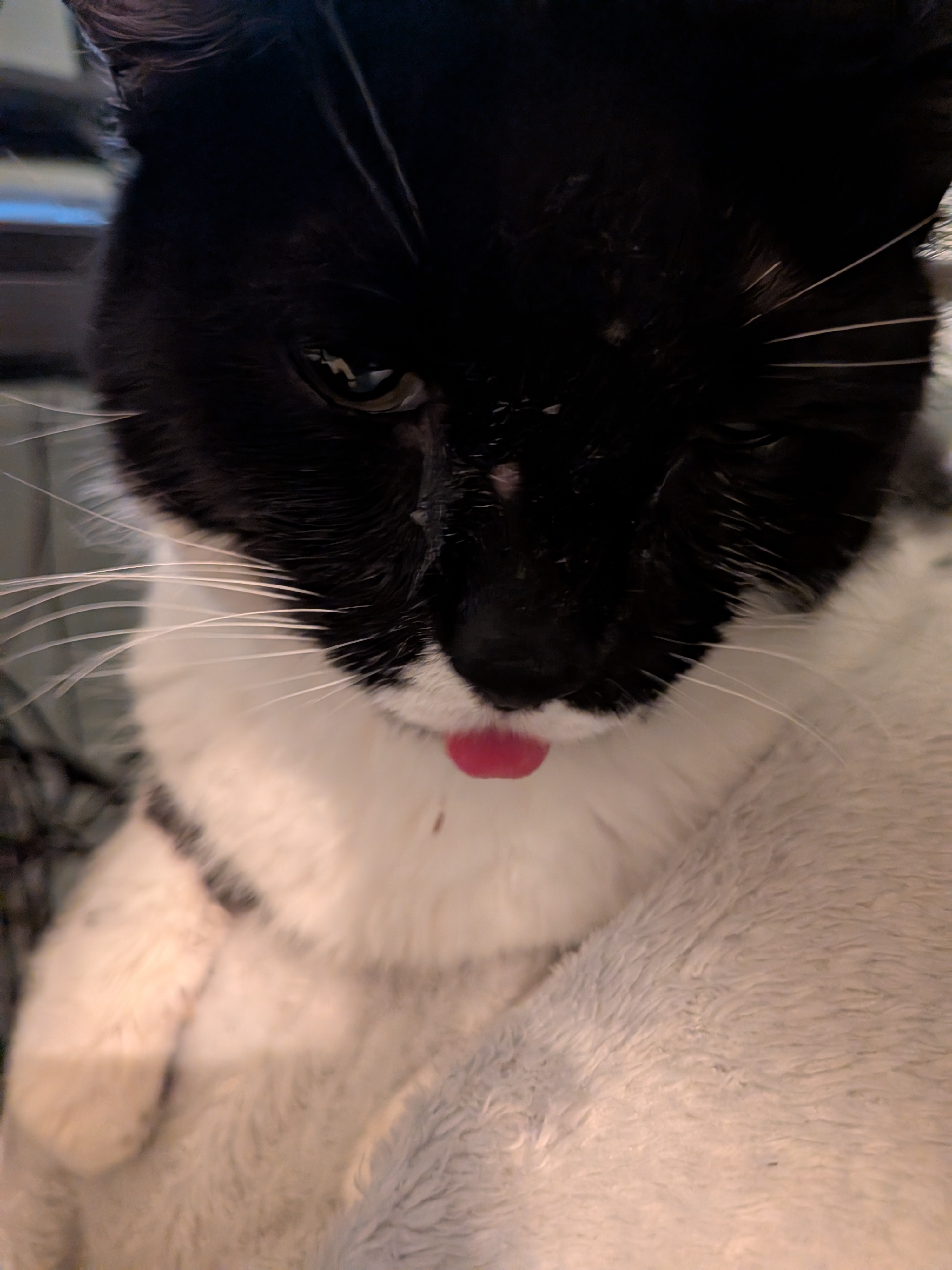 Save Wednesday: Urgent Help Needed for Vet Care campaign photo, 7 of 8