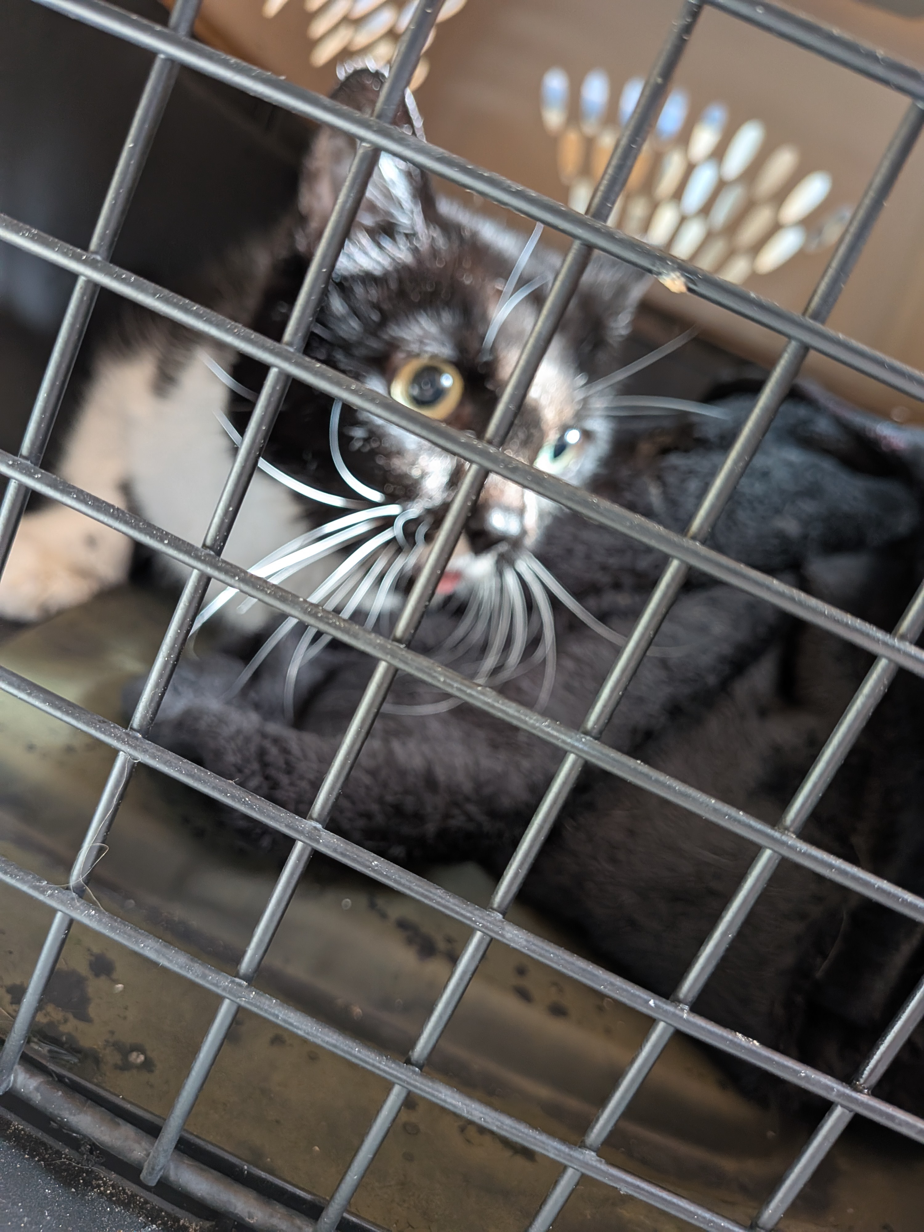Save Wednesday: Urgent Help Needed for Vet Care campaign photo, 2 of 8