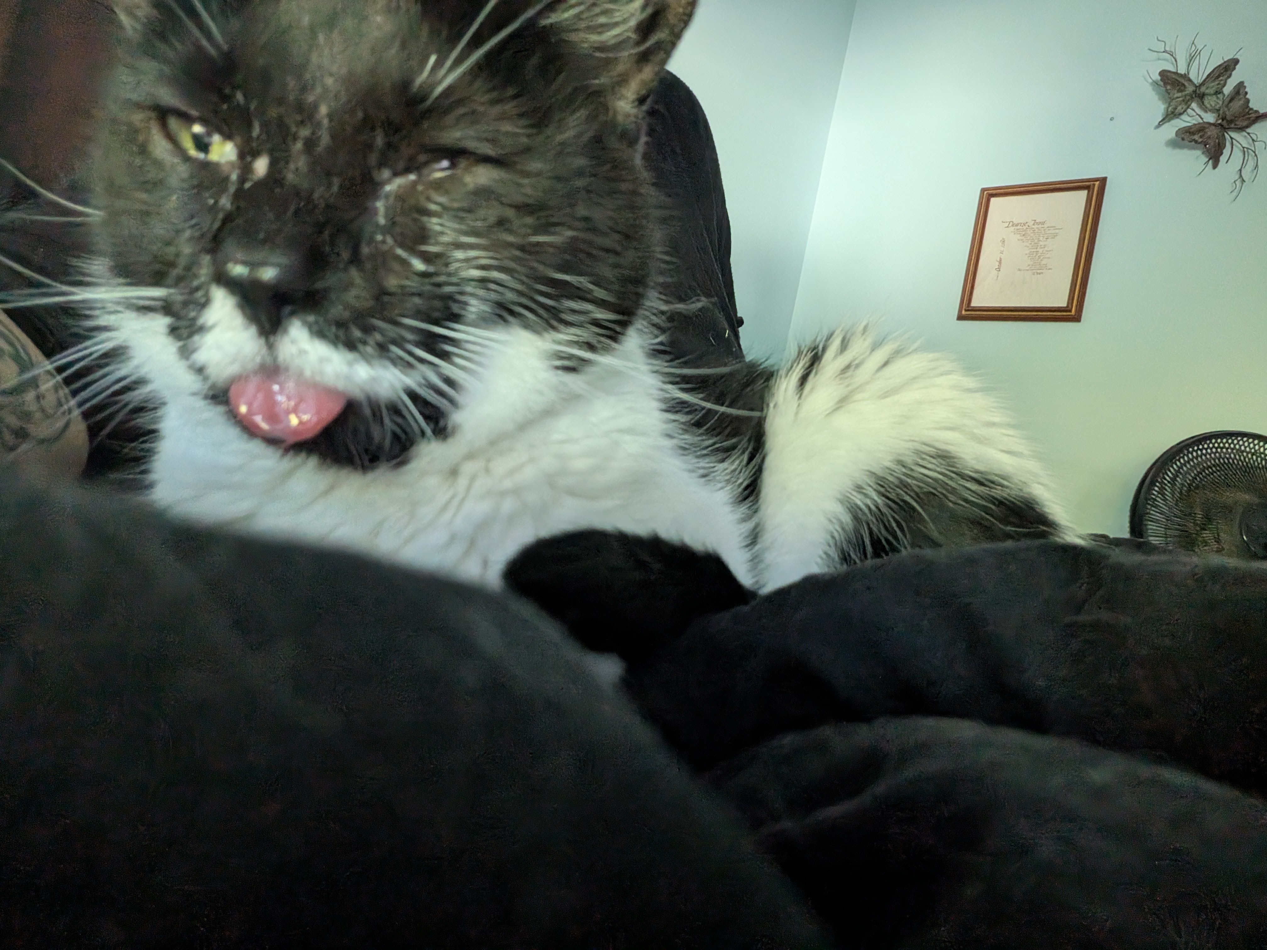 Save Wednesday: Urgent Help Needed for Vet Care campaign photo, 4 of 8