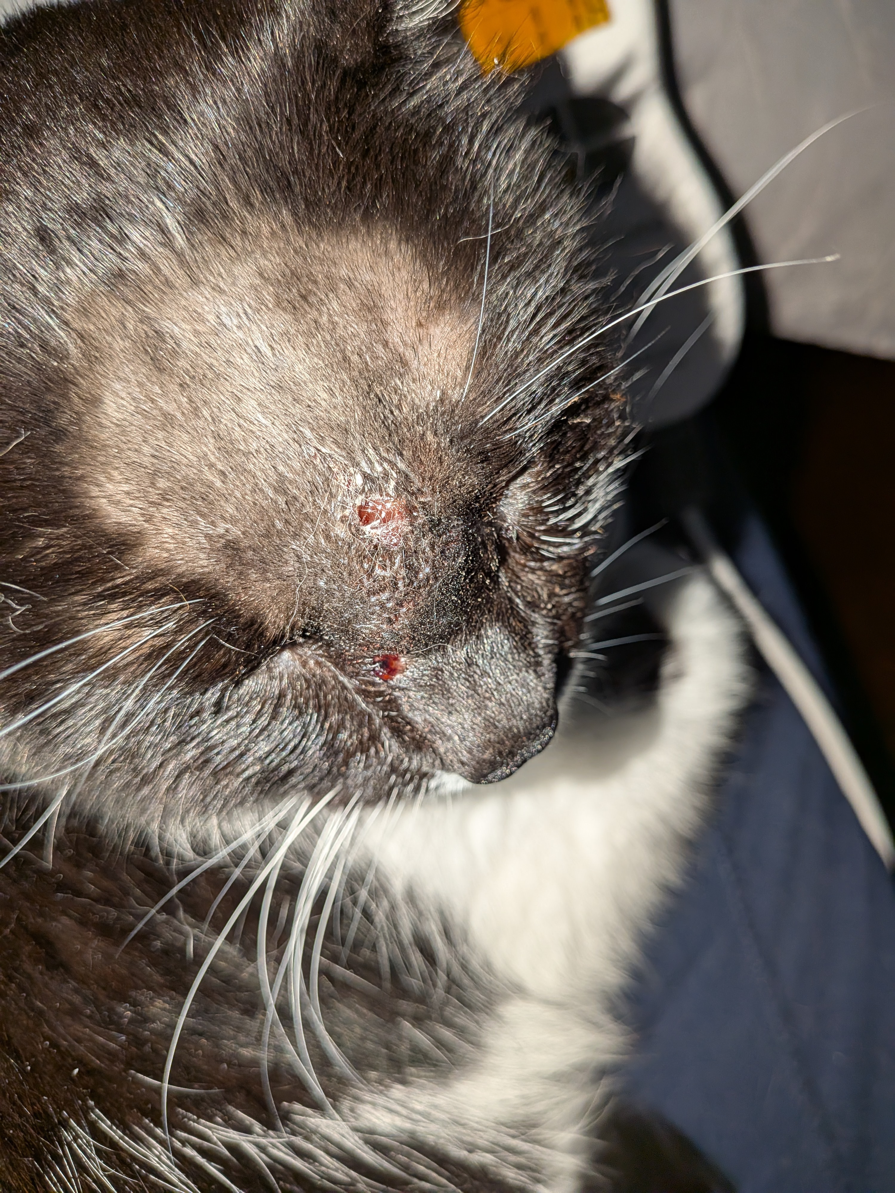 Save Wednesday: Urgent Help Needed for Vet Care campaign photo, 5 of 8
