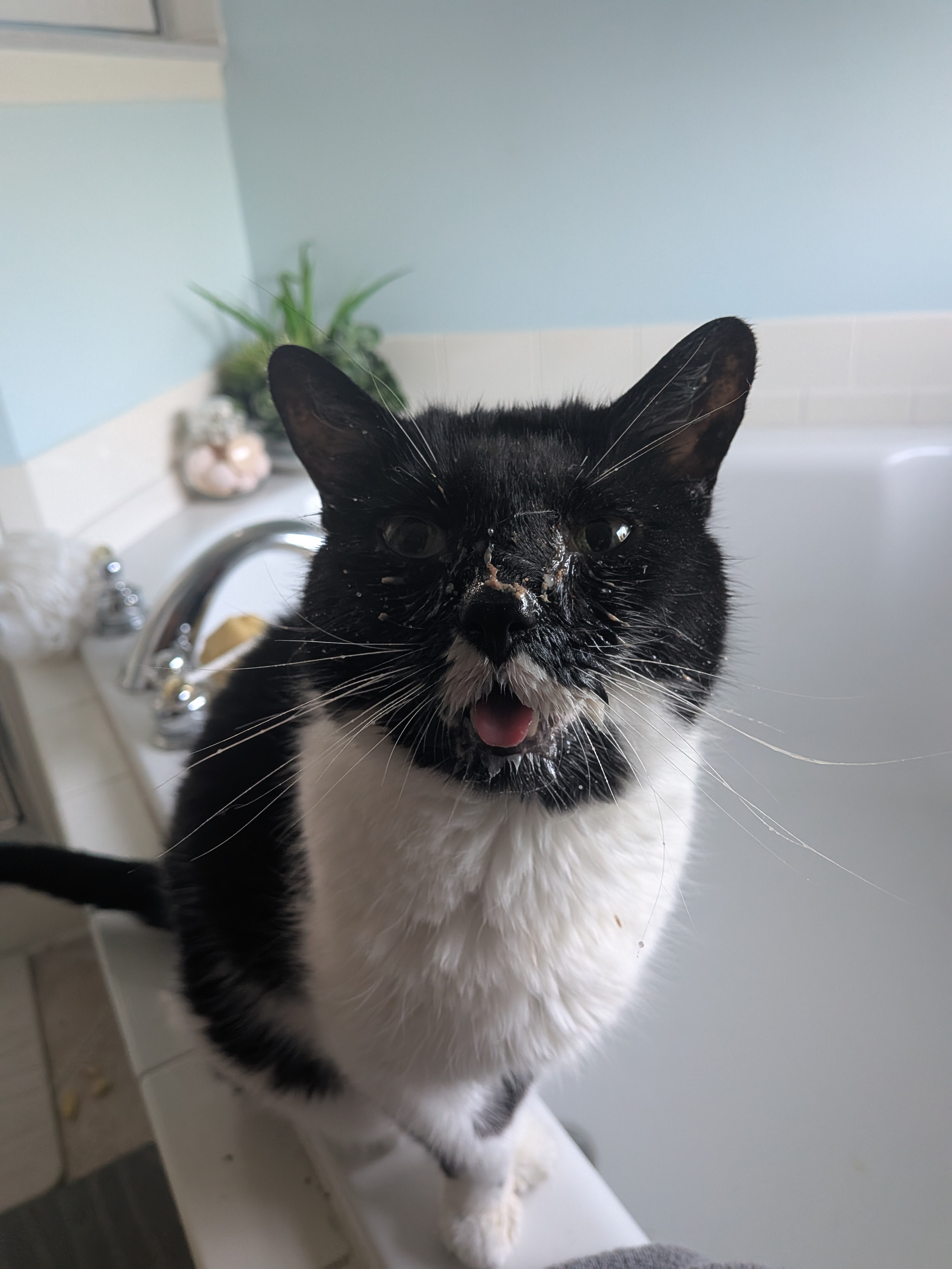Save Wednesday: Urgent Help Needed for Vet Care campaign photo, 6 of 8
