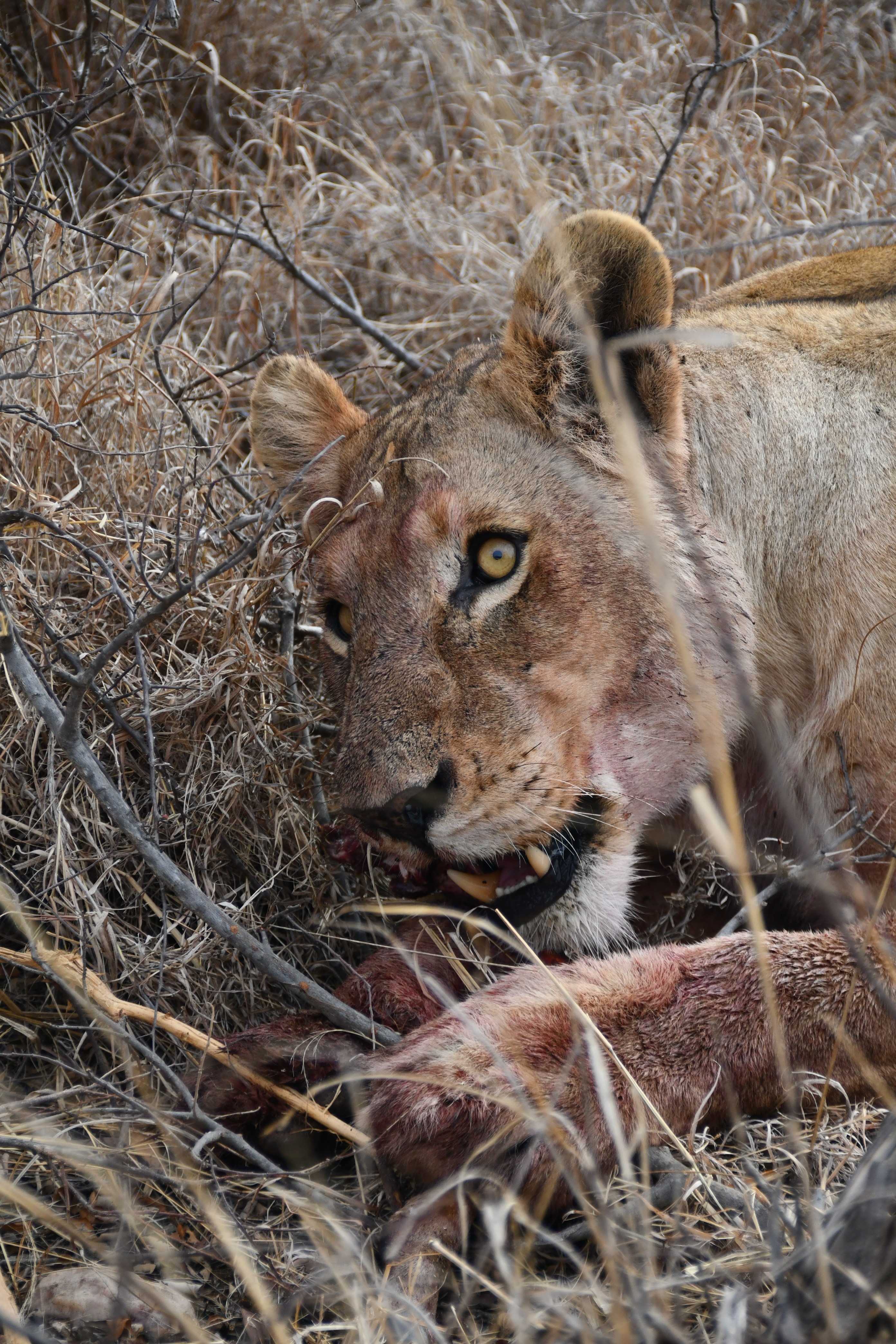 Help me become a Wildlife Guide in Southern Africa! campaign photo, 2 of 5
