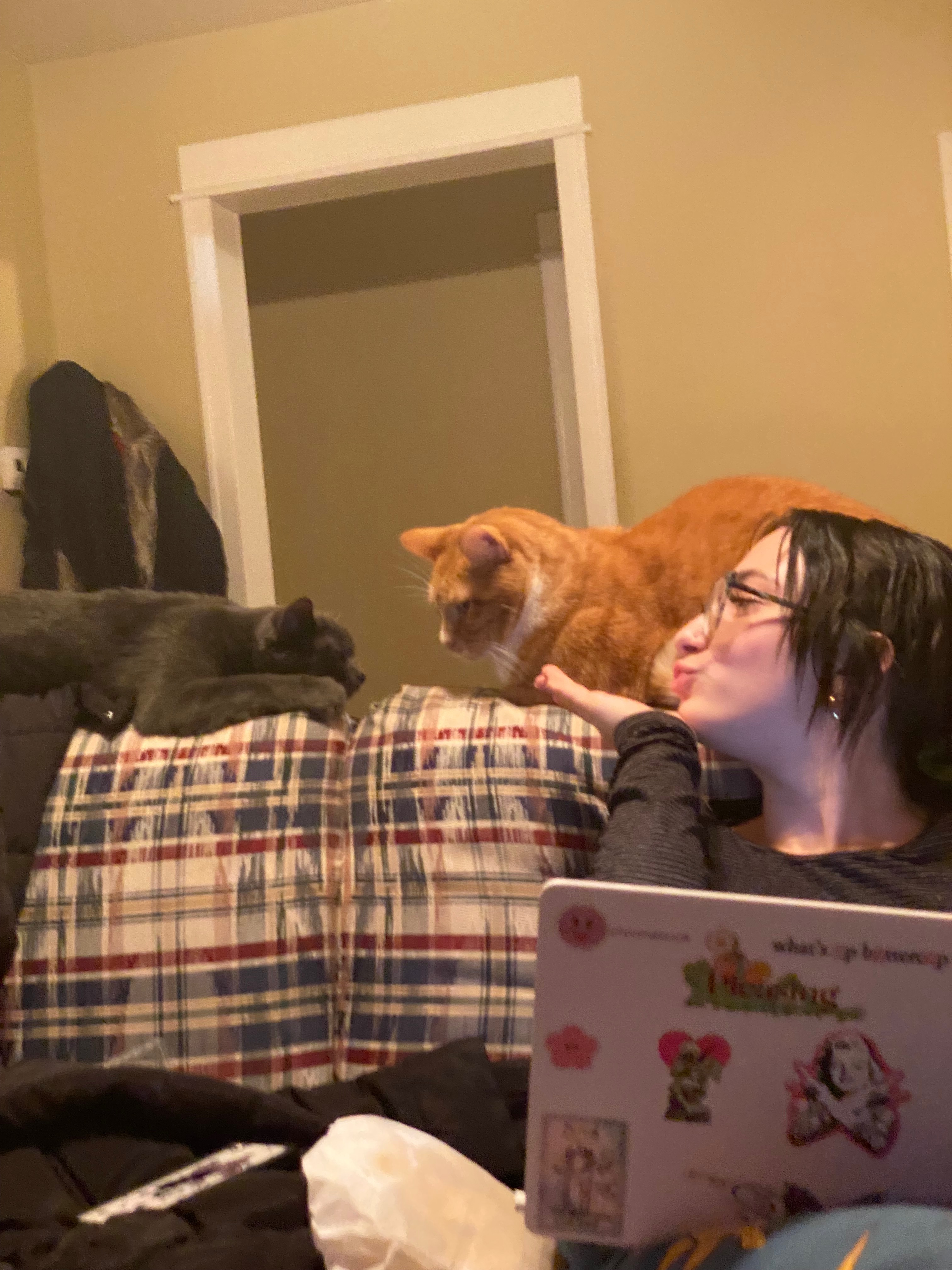 Help Kayla and Her Cats Find a Safe Home campaign photo, 2 of 8