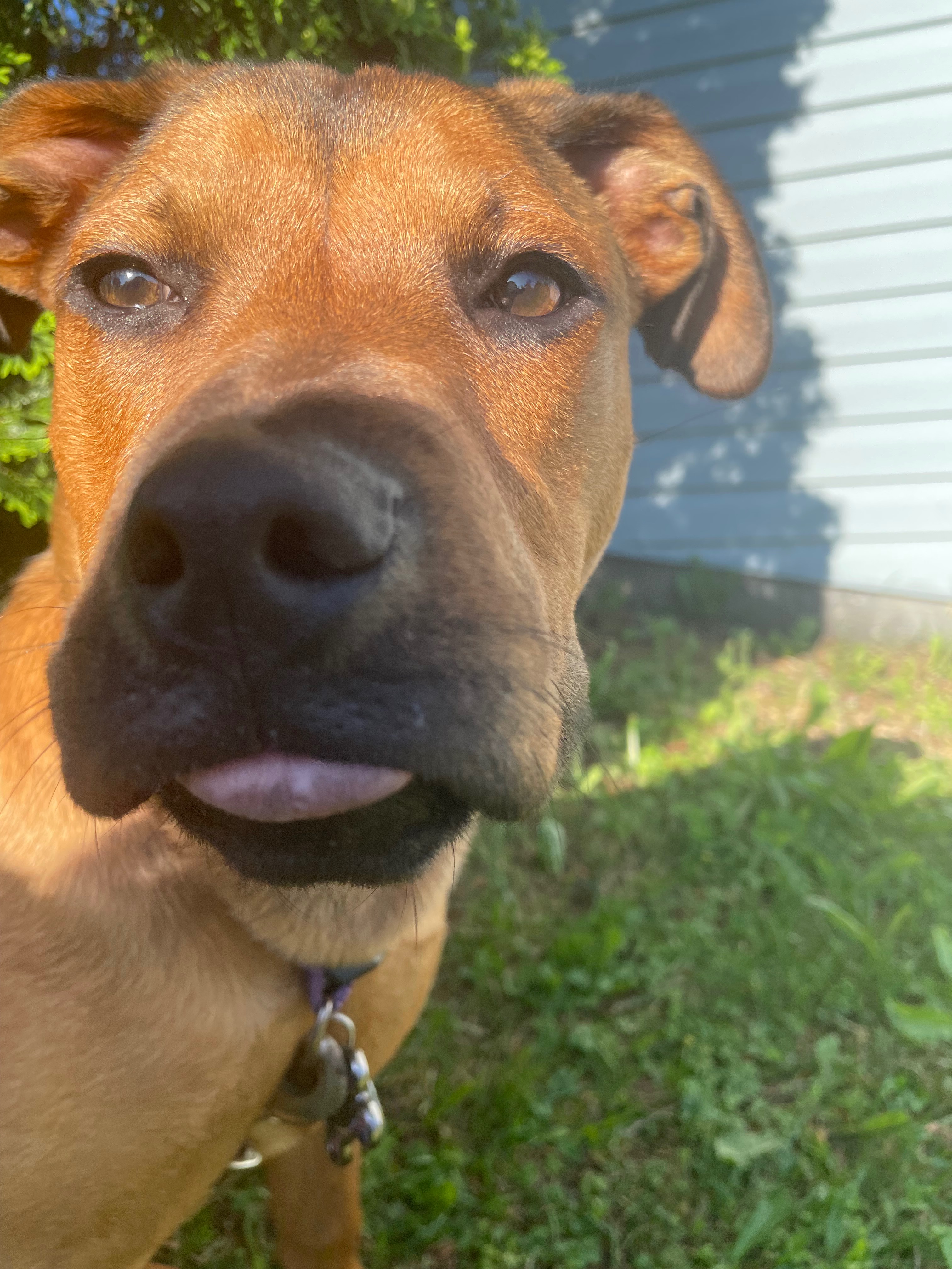 TPLO surgery for Cerina campaign photo, 2 of 8