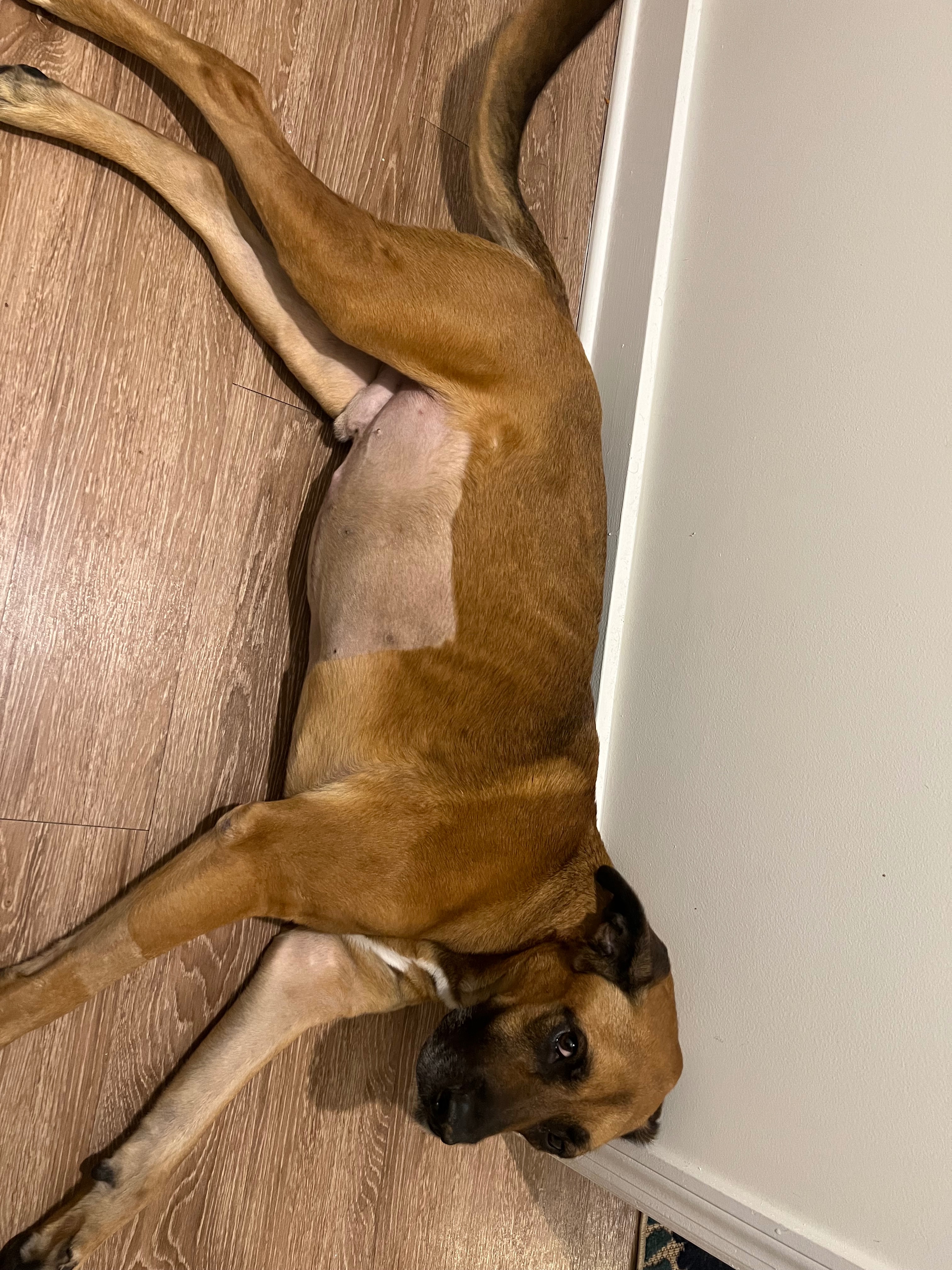 Help Atlas Heal: Support for Medical Bills campaign photo, 6 of 7