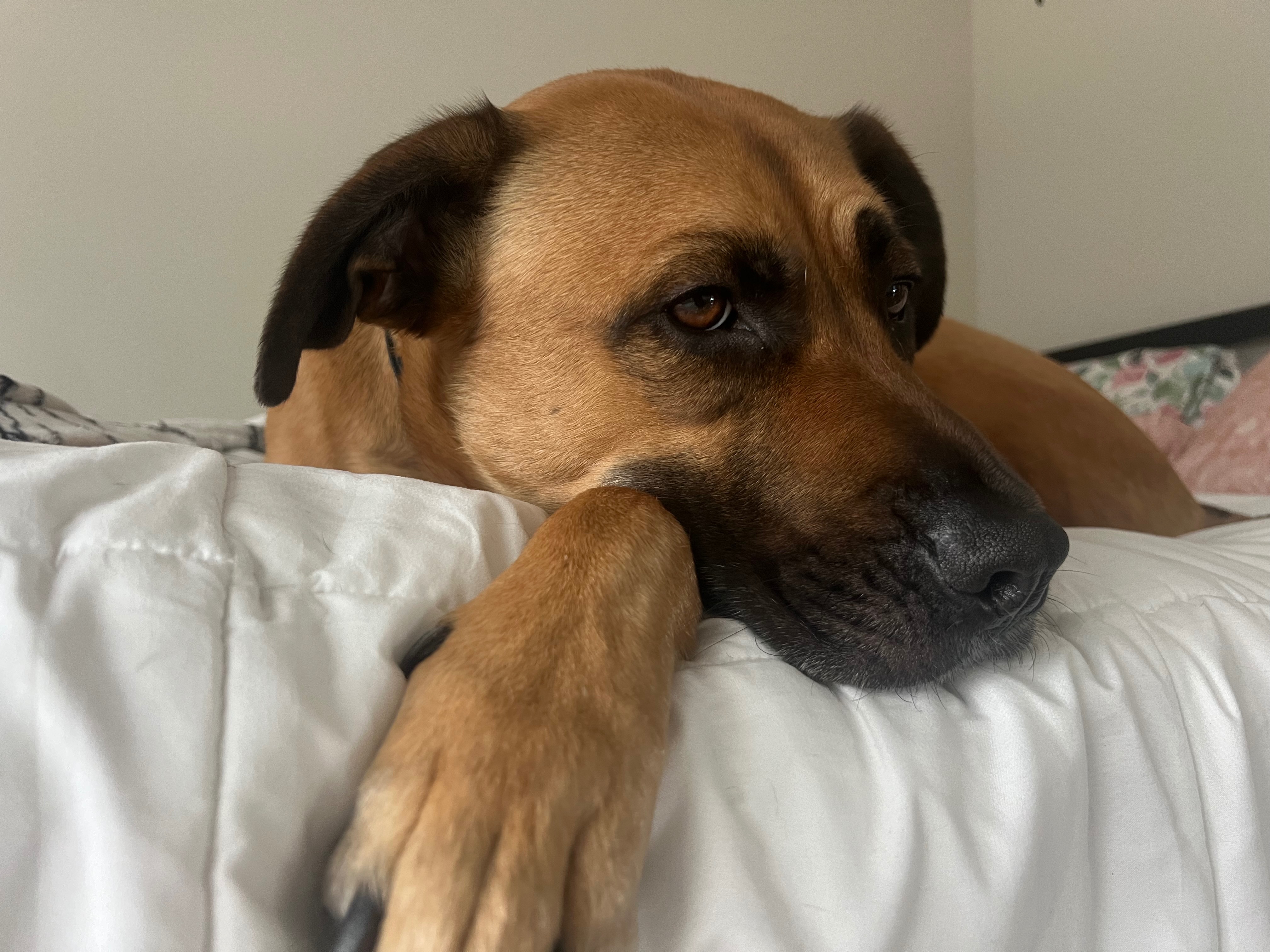 Help Atlas Heal: Support for Medical Bills campaign photo, 2 of 7