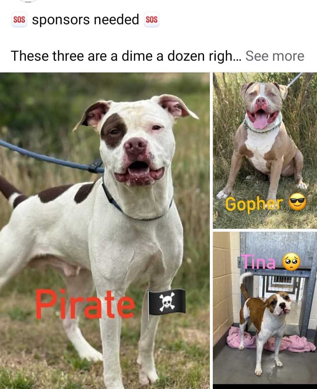 Help save these dogs lives from a death sentence campaign photo, 6 of 7