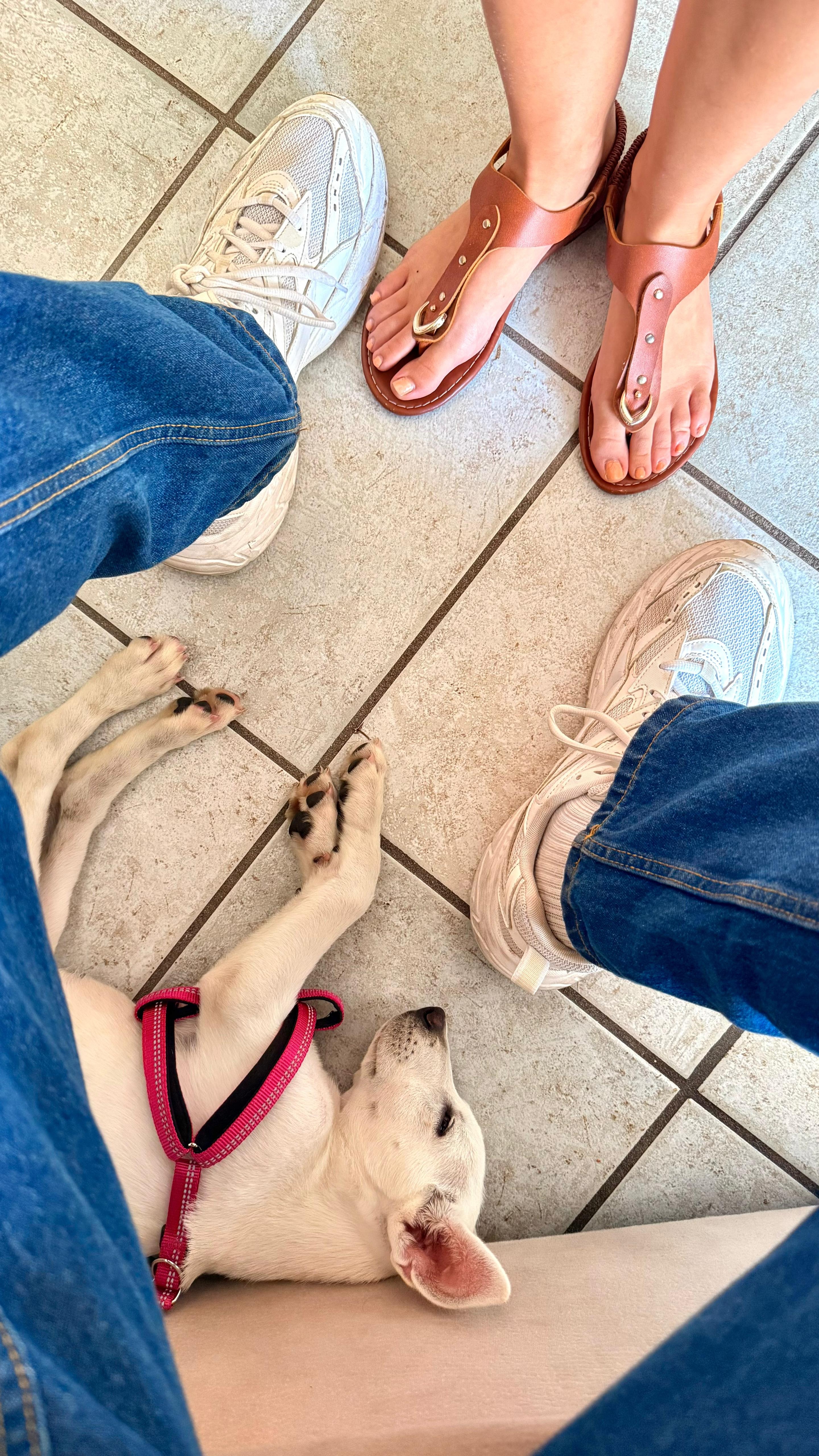 Aiutiamo insieme Maki 3 mesi a sopravvivere ❤️ PARVOVIRUS campaign photo, 2 of 7
