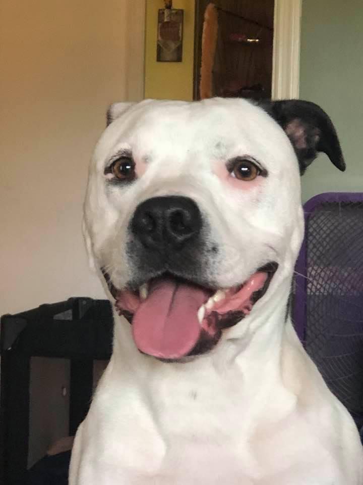 Save Bailey— time is running out!!! campaign photo, 5 of 6