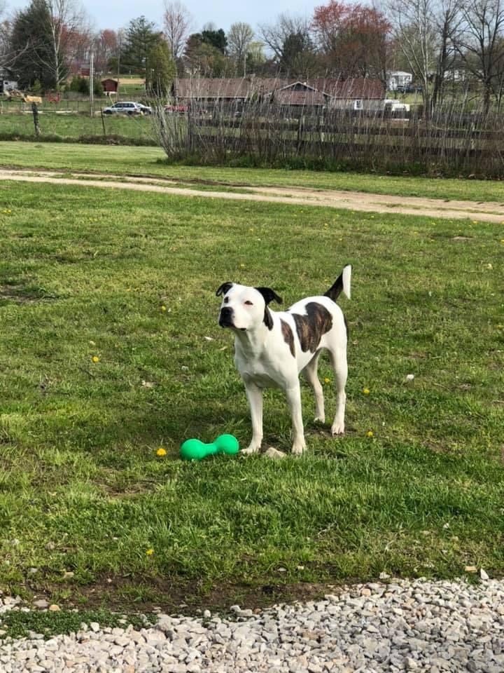 Save Bailey— time is running out!!! campaign photo, 4 of 6