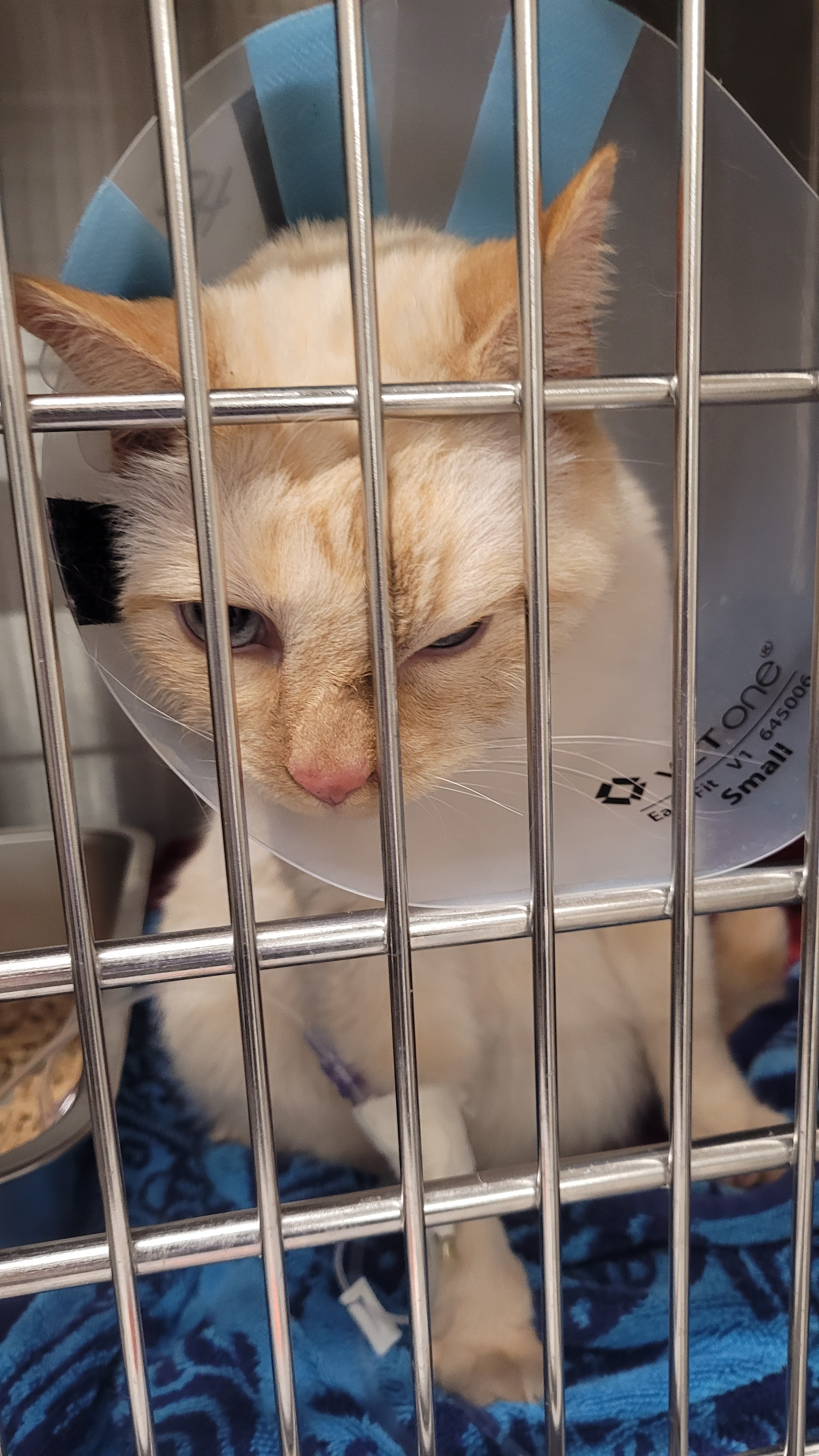 Donate to help bring down Orion's emergency vet bills! campaign photo, 4 of 5