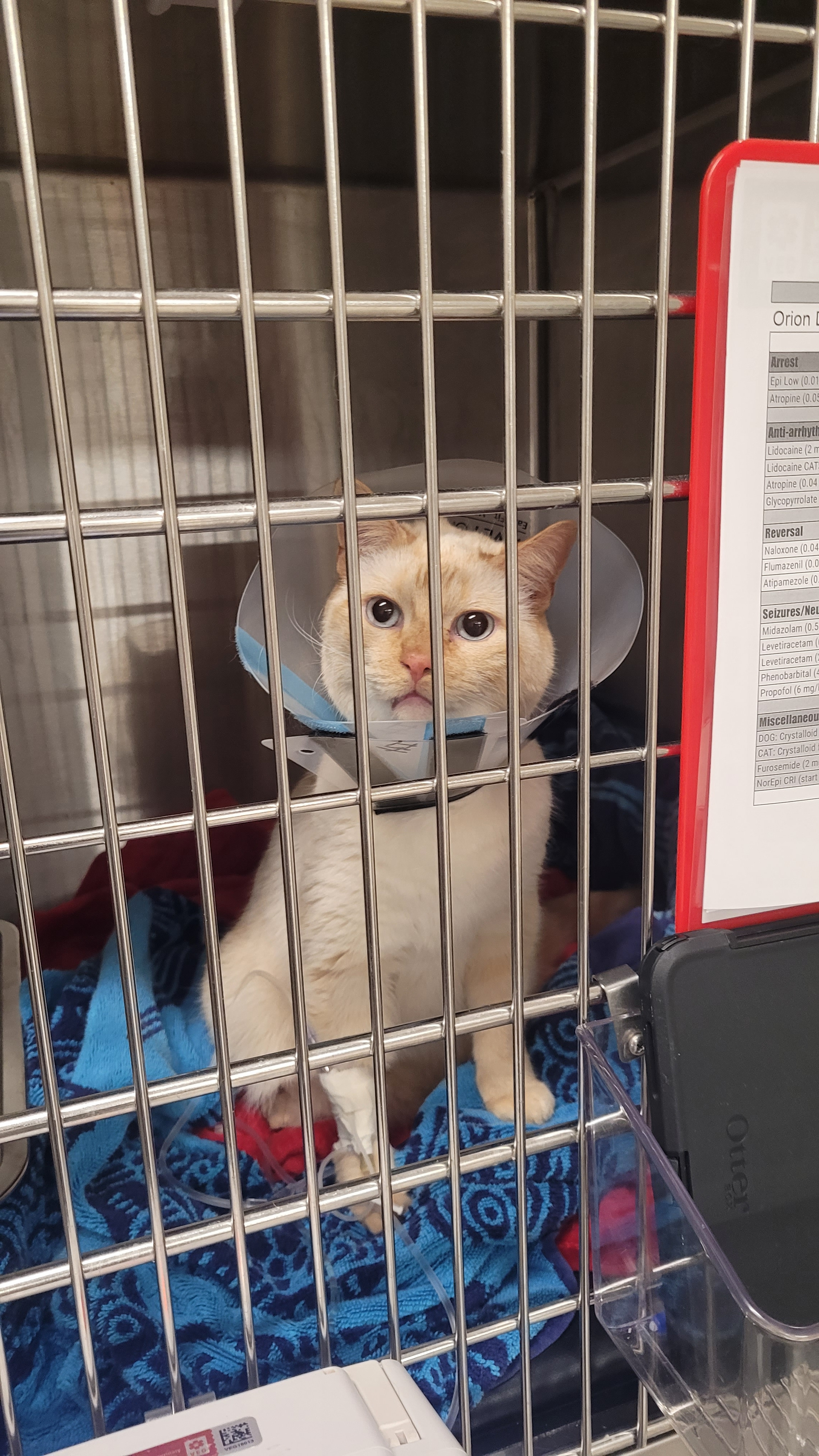 Donate to help bring down Orion's emergency vet bills! campaign photo, 2 of 5