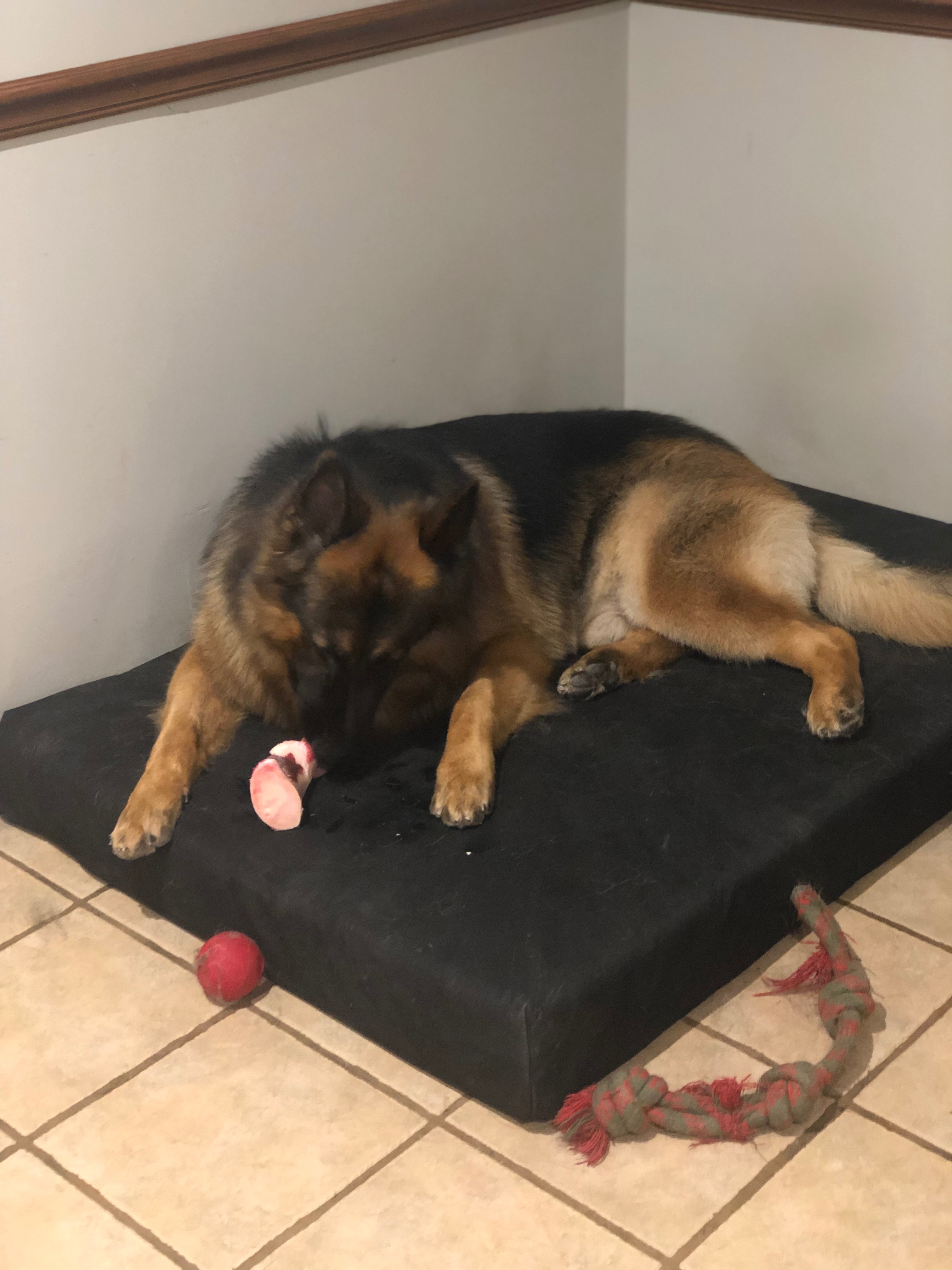 Donate to Save Atlas's Life campaign photo, 7 of 8