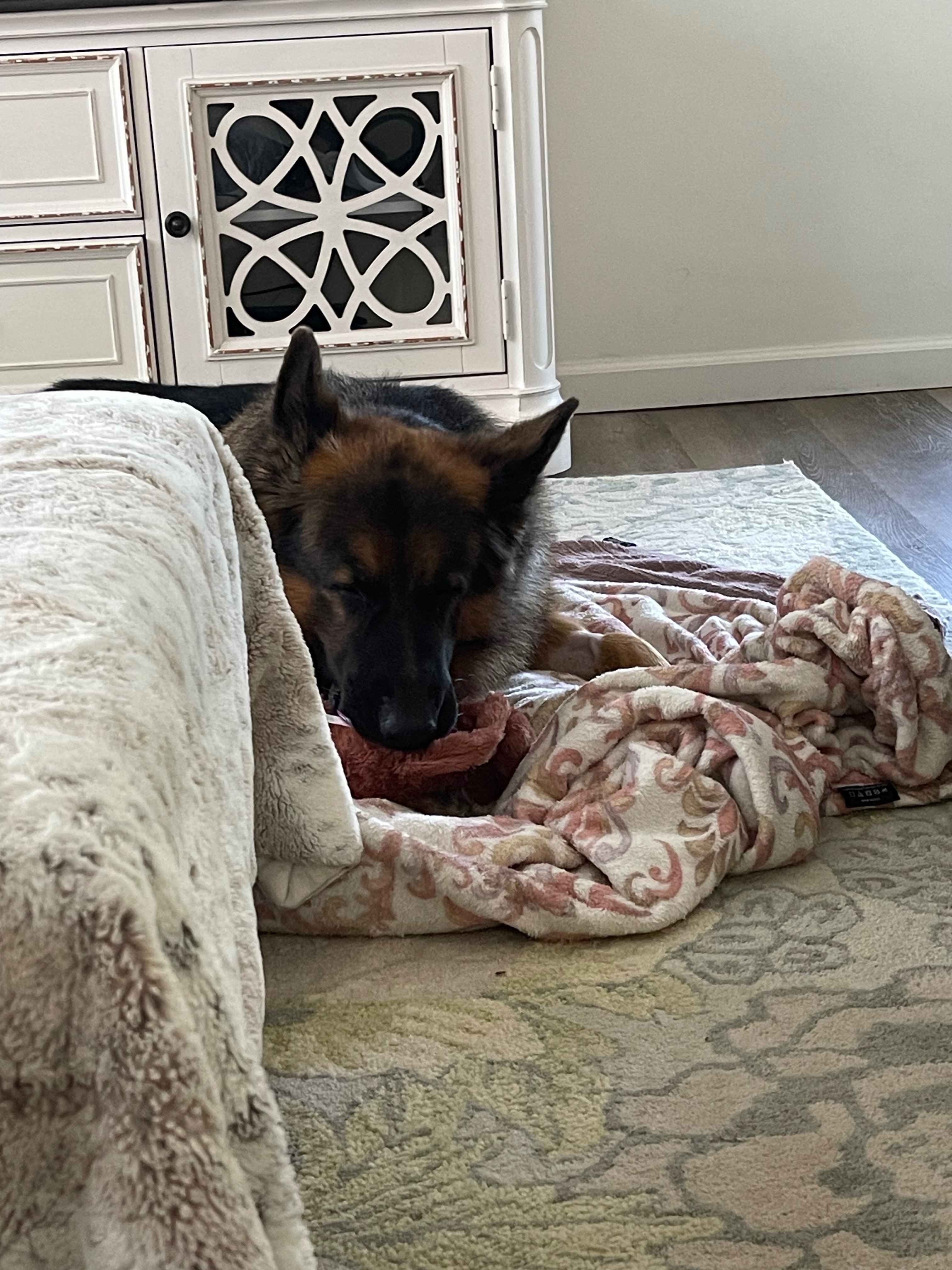 Donate to Save Atlas's Life campaign photo, 2 of 8