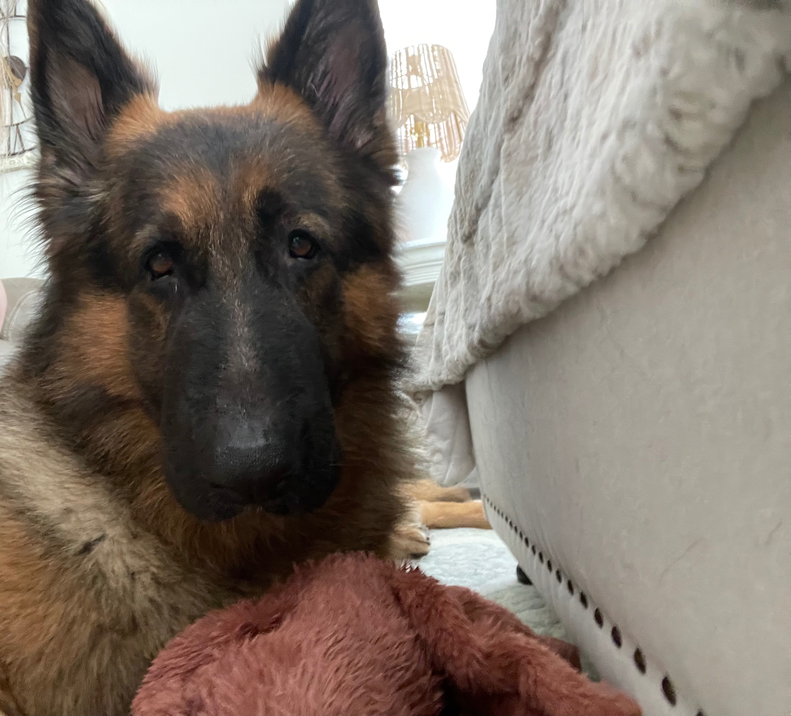 Donate to Save Atlas's Life campaign photo, 4 of 8