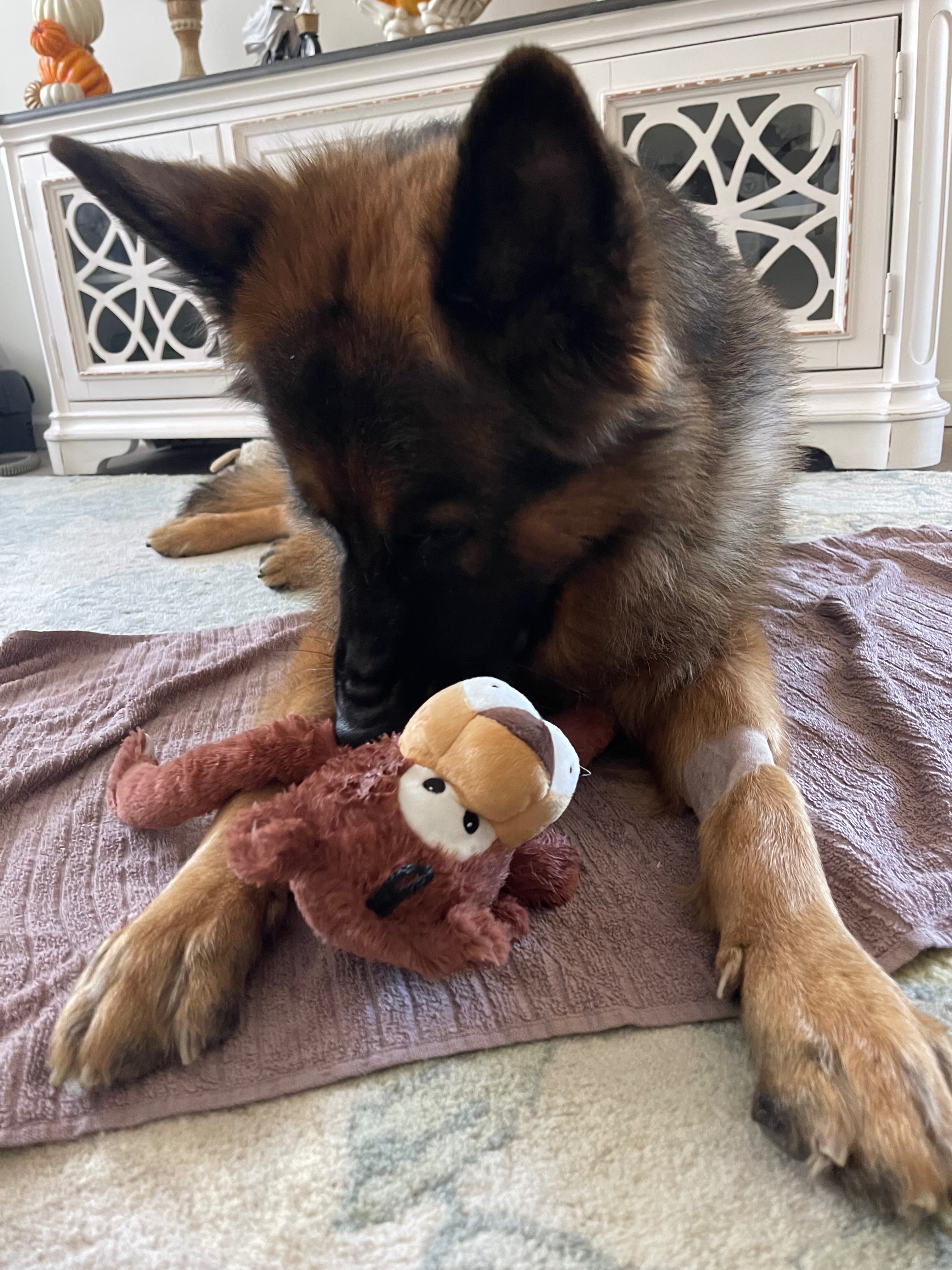 Donate to Save Atlas's Life campaign photo, 5 of 8