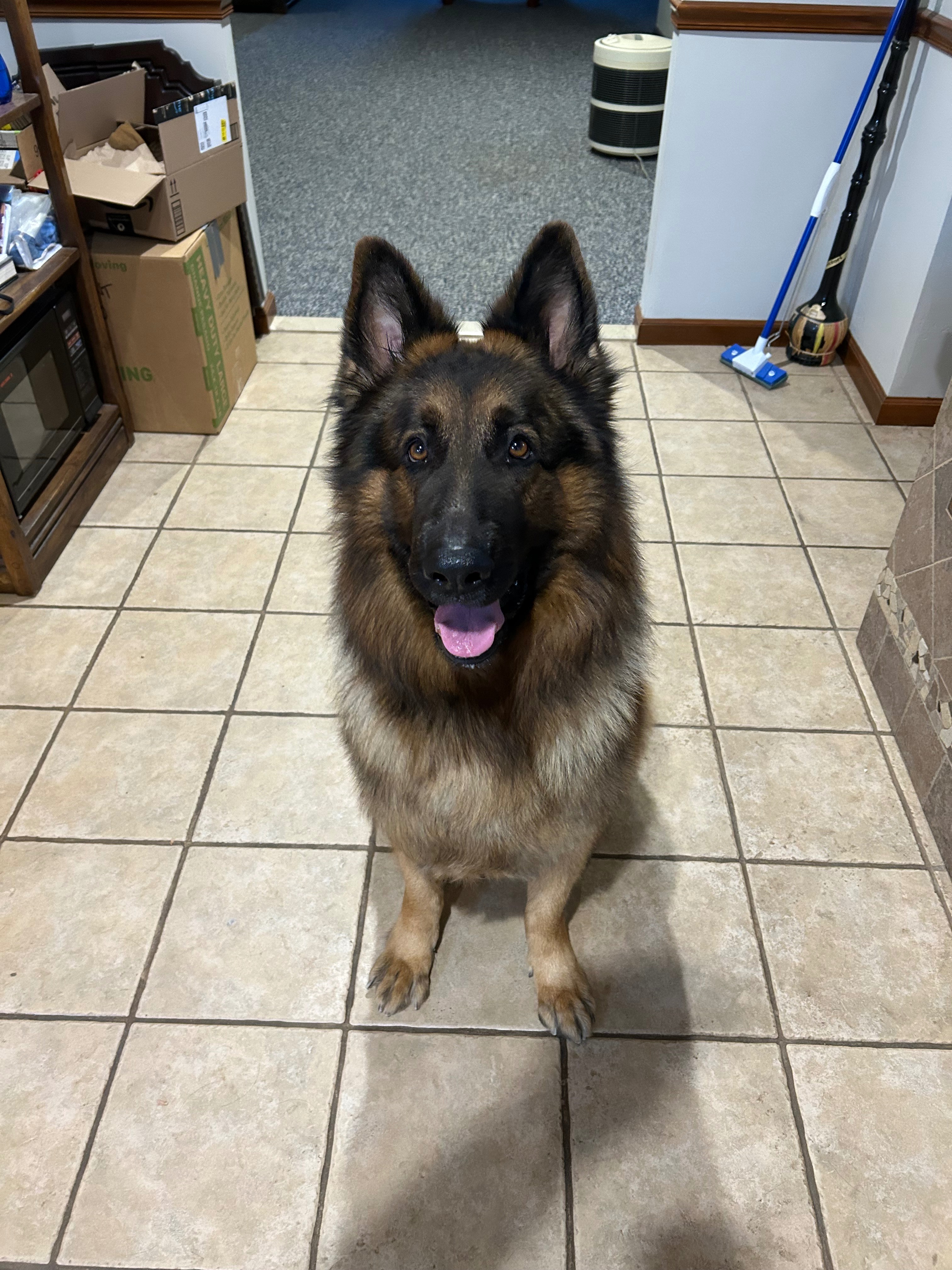 Donate to Save Atlas's Life campaign photo, 6 of 8