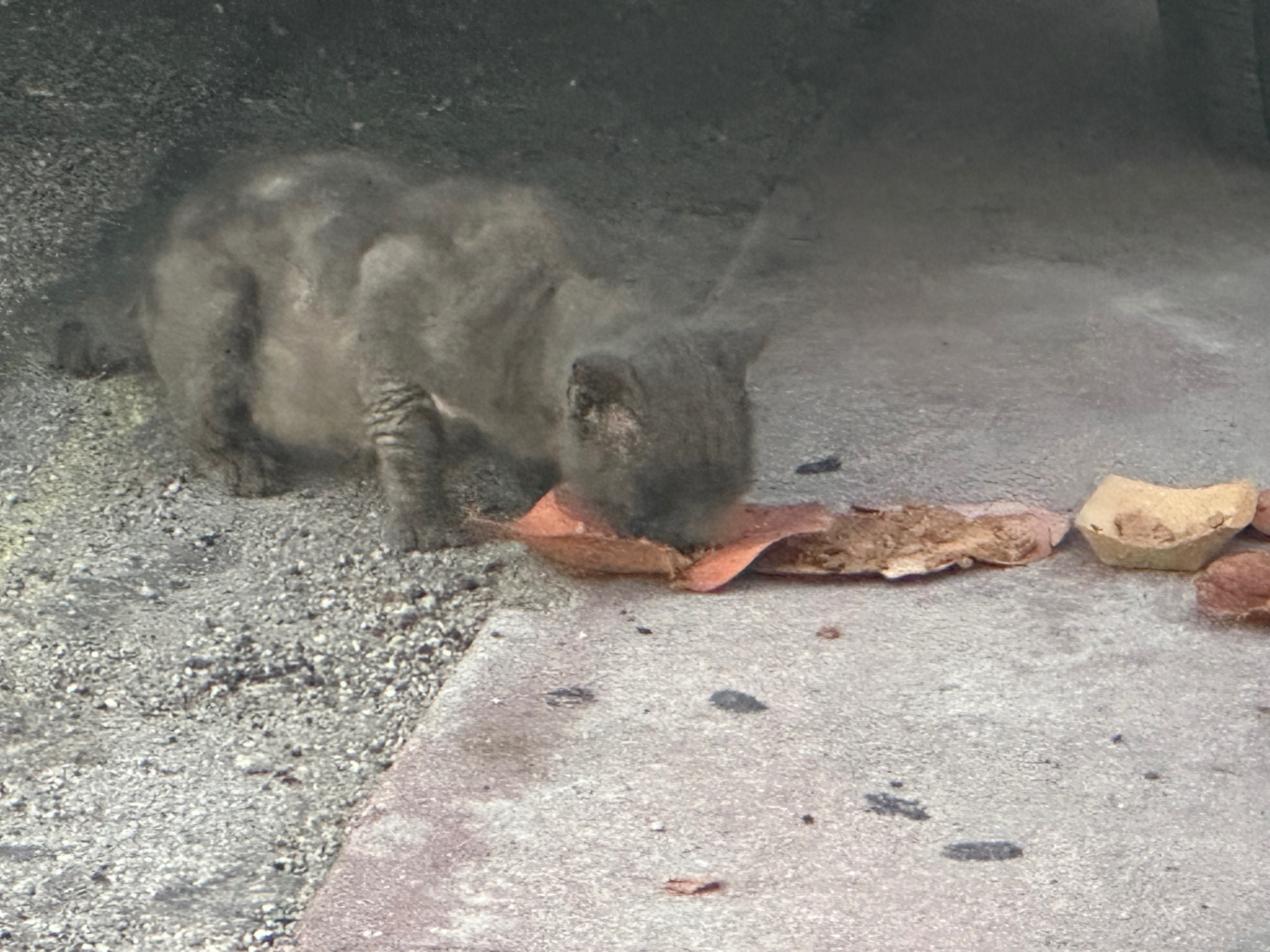 Forgotten Fur: Abandoned Cat with Mange campaign photo, 2 of 7