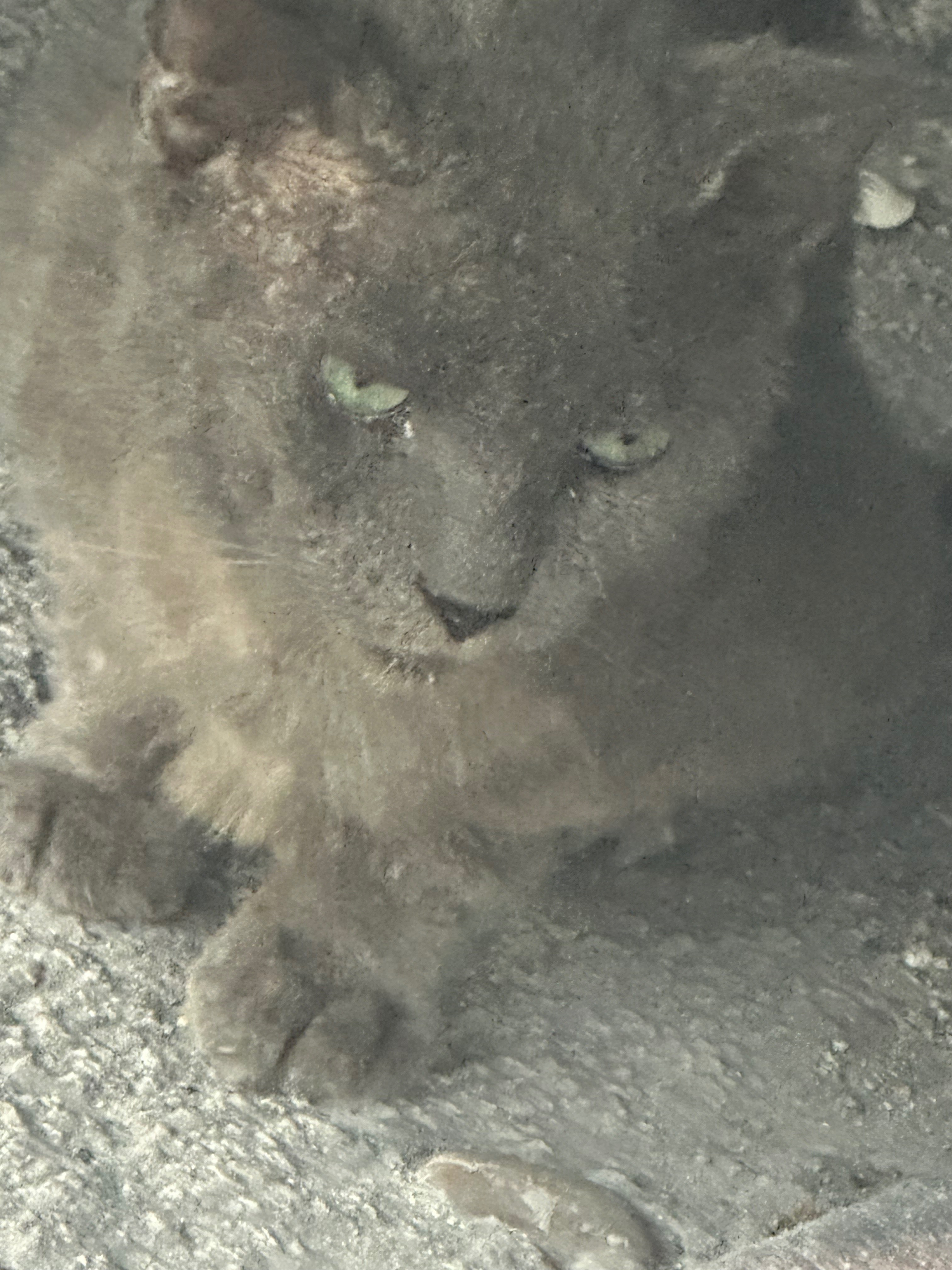 Forgotten Fur: Abandoned Cat with Mange campaign photo, 6 of 7