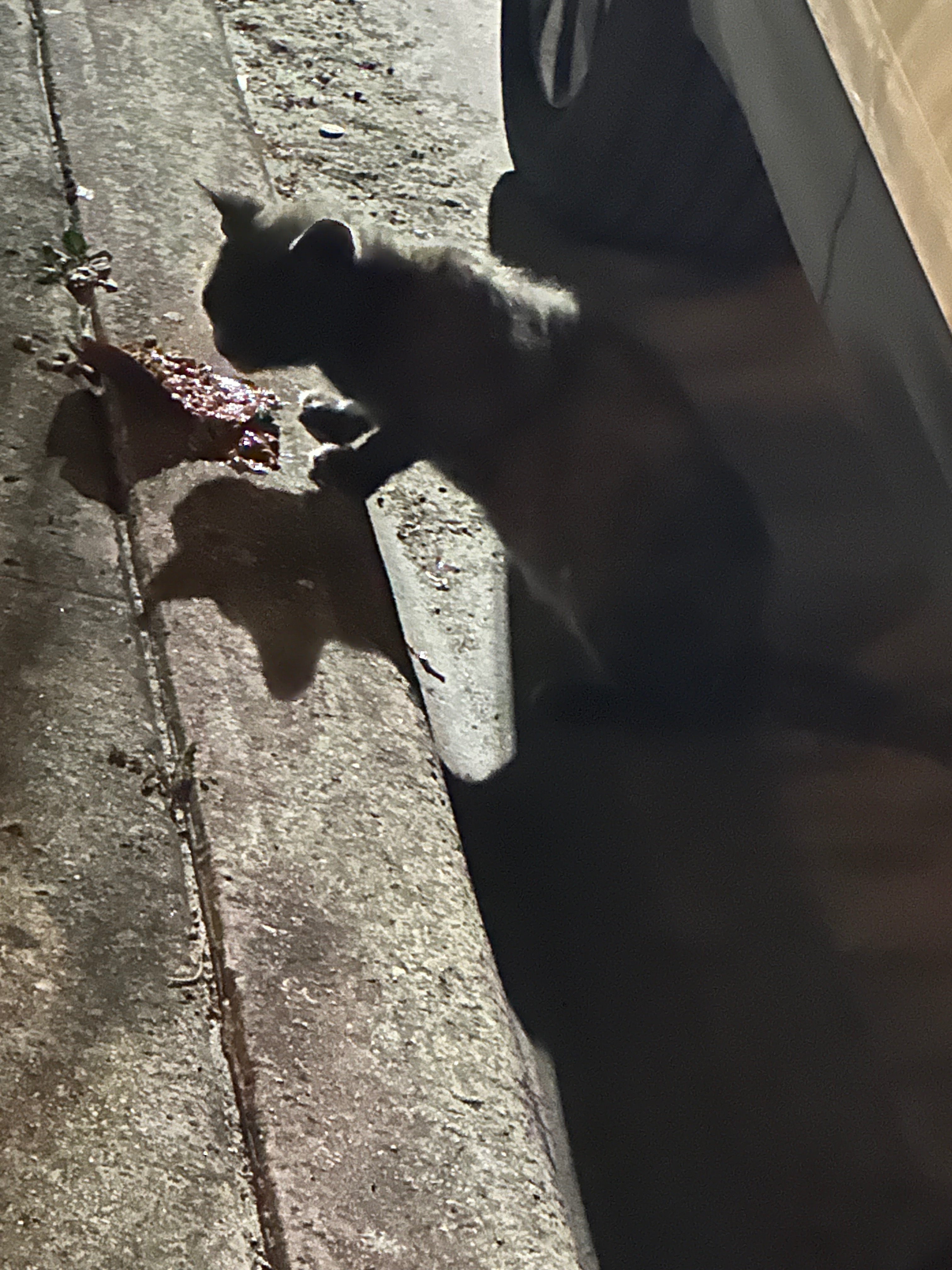 Forgotten Fur: Abandoned Cat with Mange campaign photo, 4 of 7