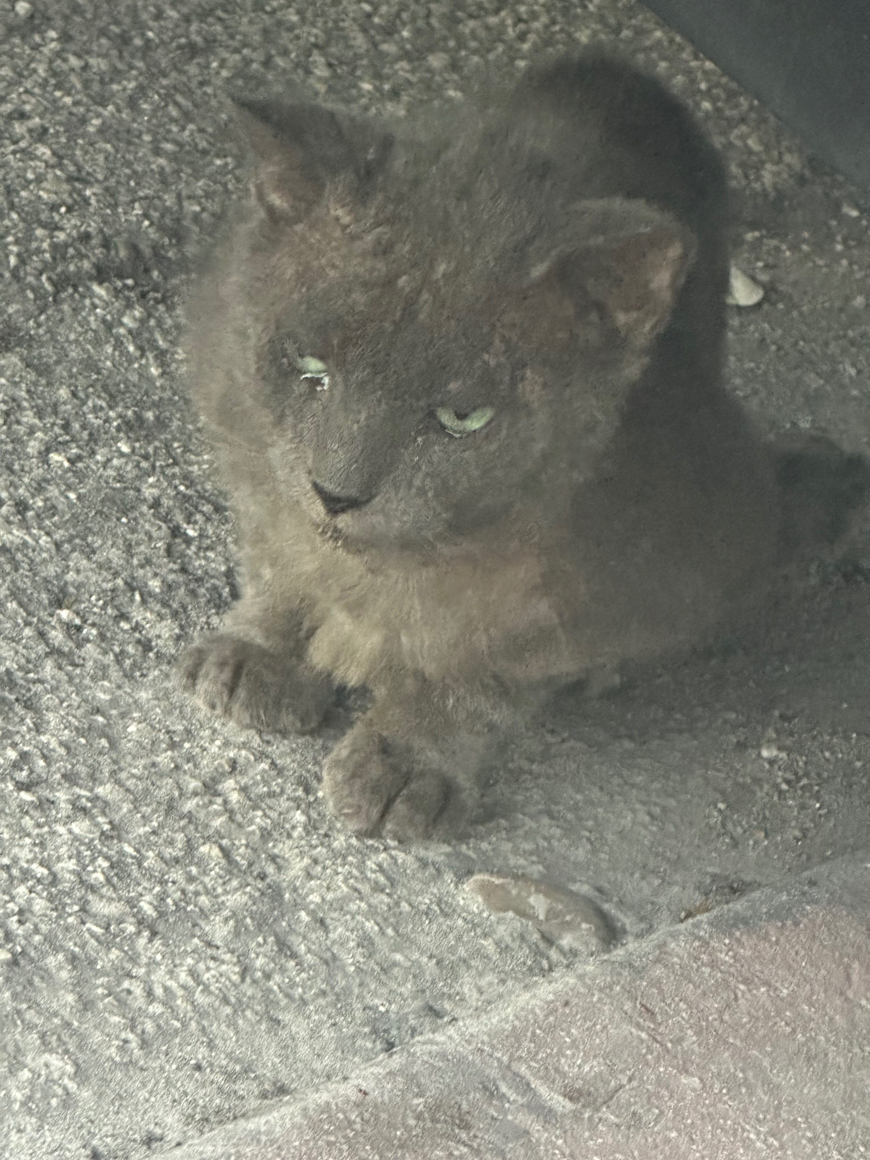 Forgotten Fur: Abandoned Cat with Mange campaign photo, 5 of 7