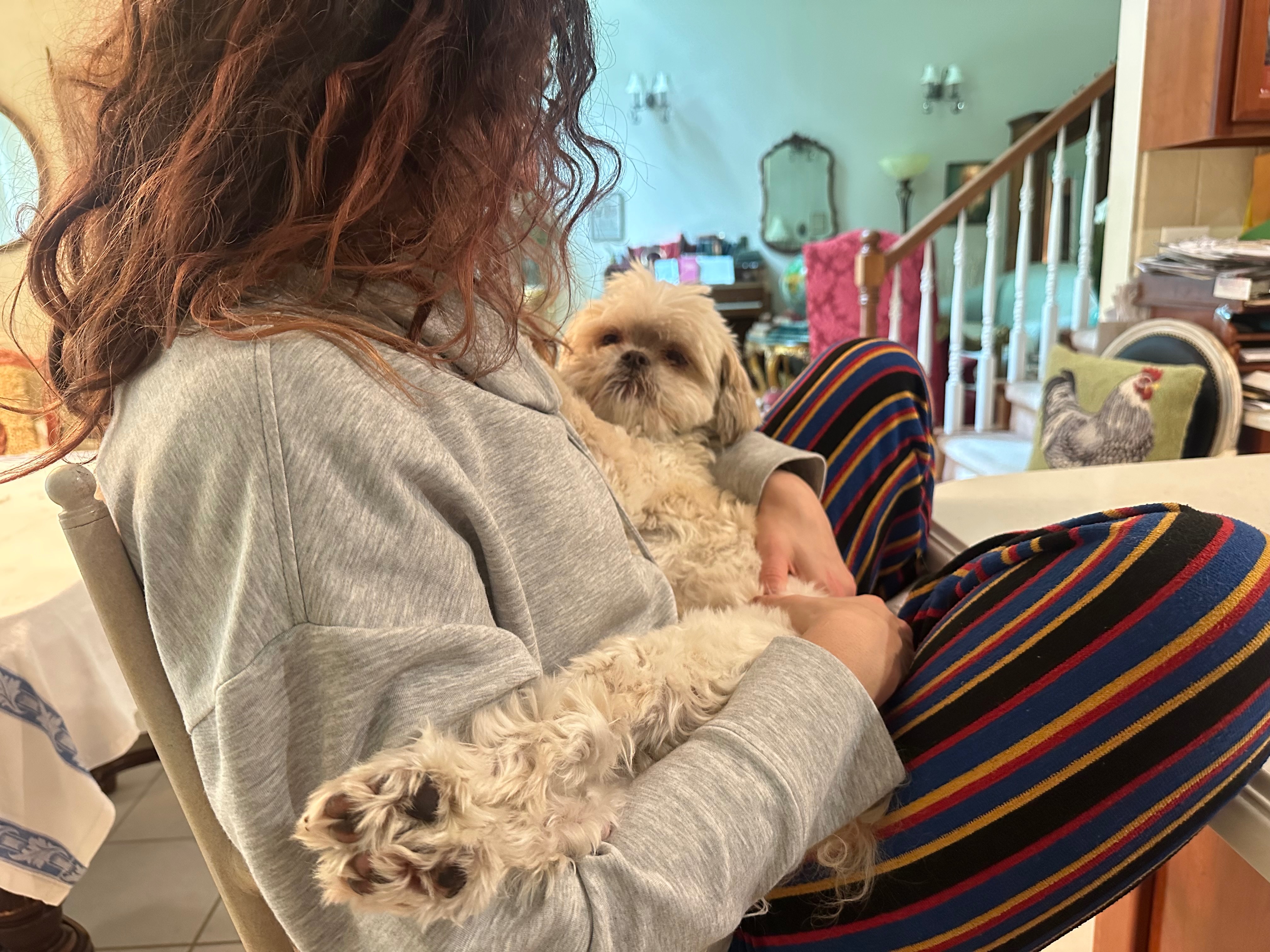 Miso the Shih Tzu reuniting with his best friend campaign photo, 4 of 8