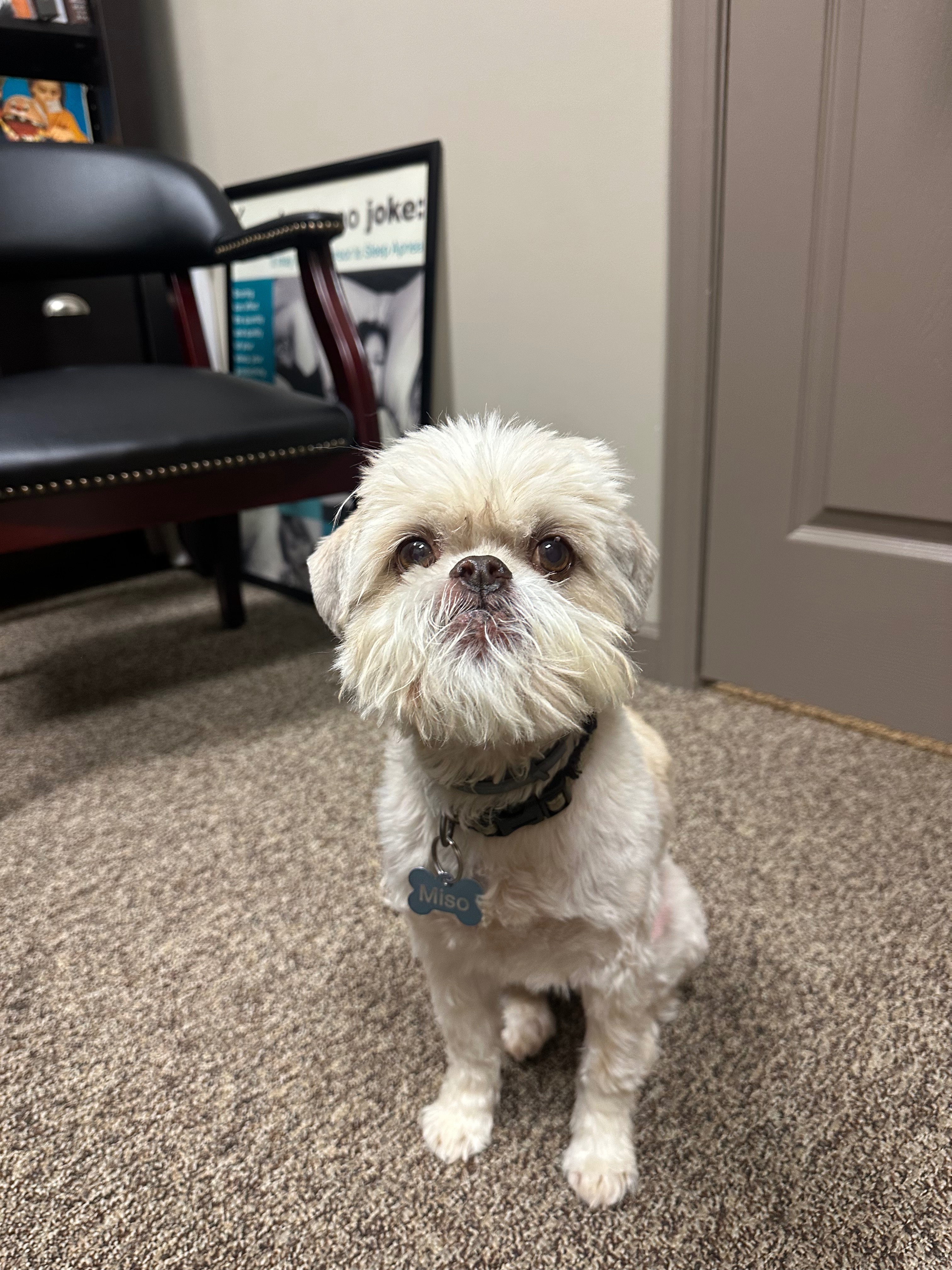 Miso the Shih Tzu reuniting with his best friend campaign photo, 5 of 8