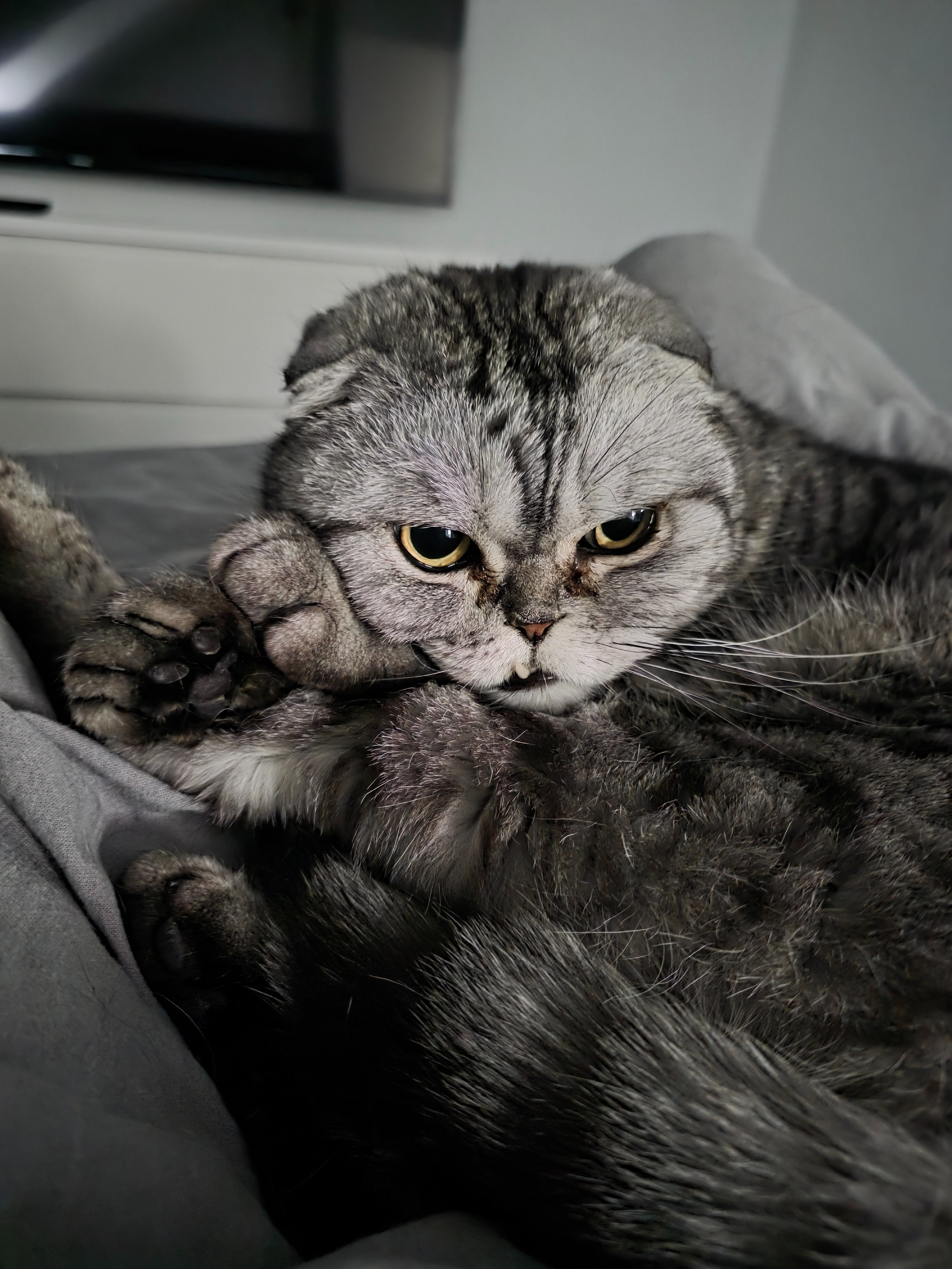 Hilfe für meinen Kater Mogli campaign photo, 2 of 4
