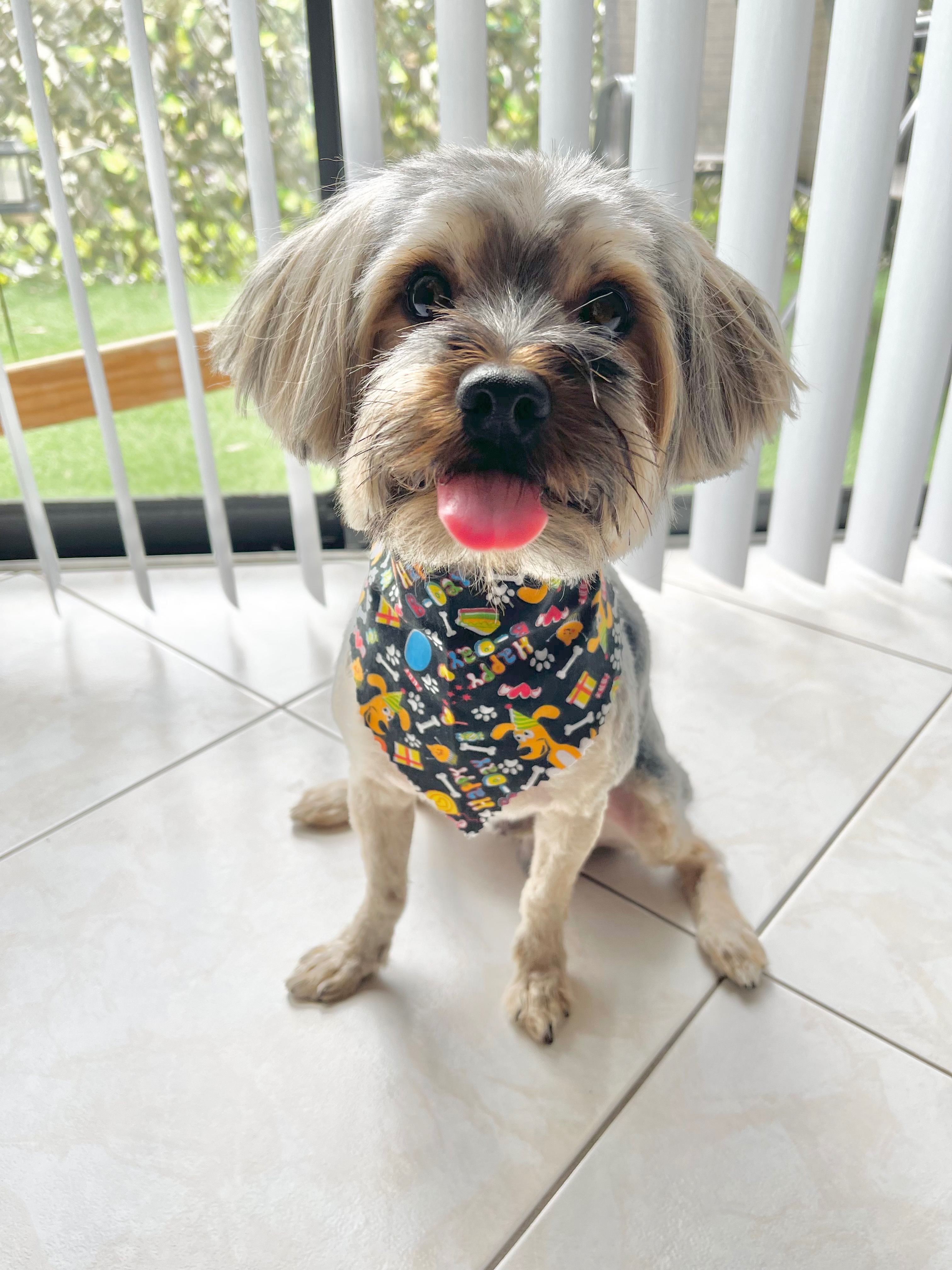 Help us Recover After Losing Our Beloved Dog, King campaign photo, 7 of 8