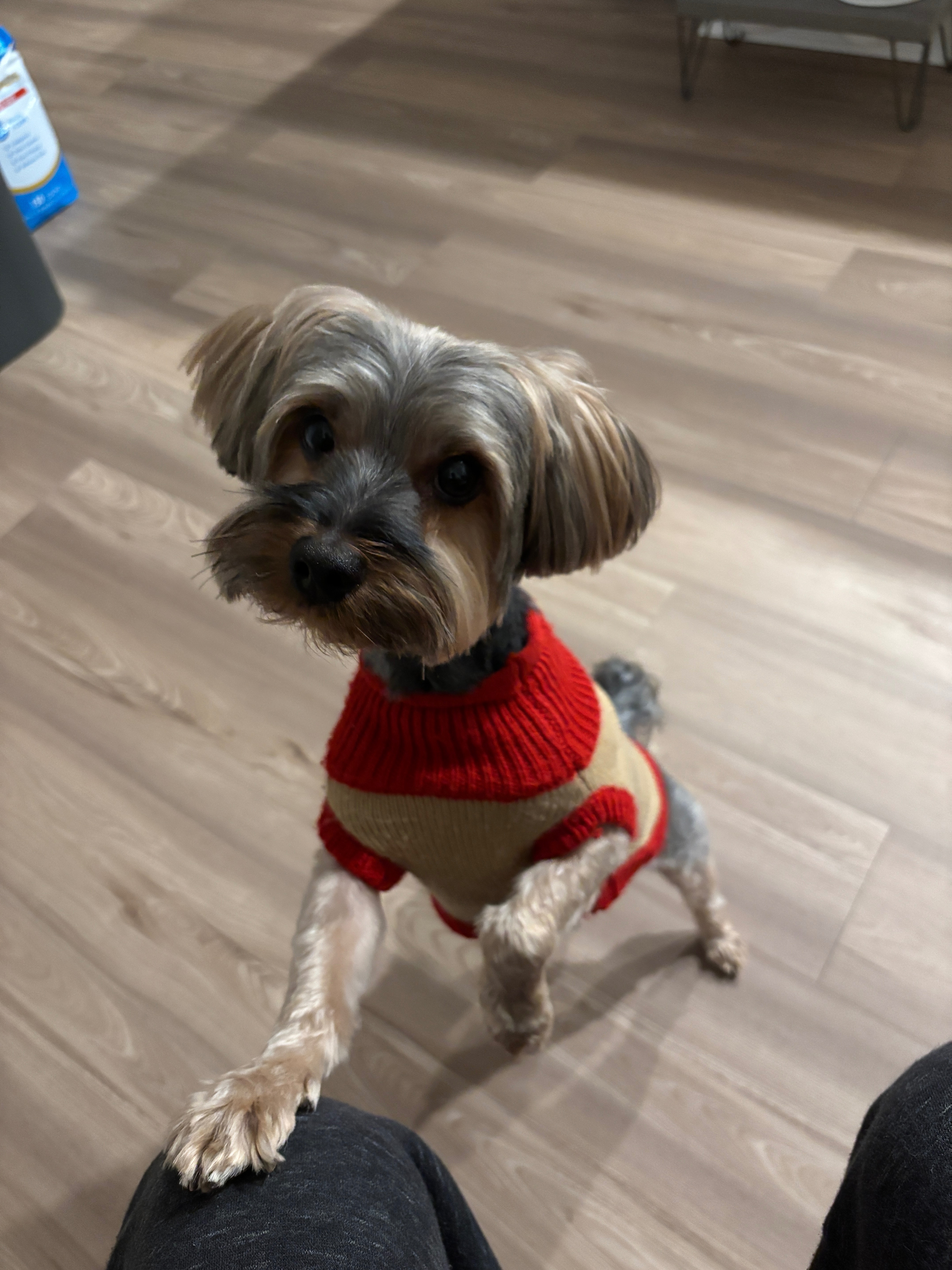 Help us Recover After Losing Our Beloved Dog, King campaign photo, 2 of 8