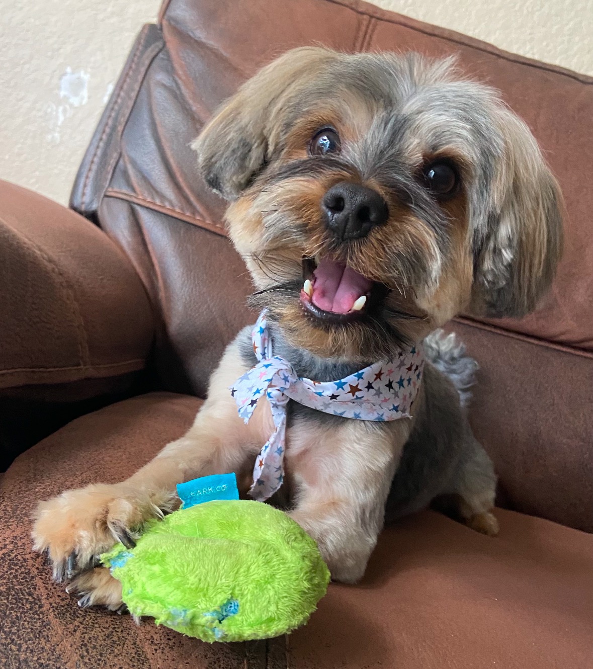 Help us Recover After Losing Our Beloved Dog, King campaign photo, 4 of 8