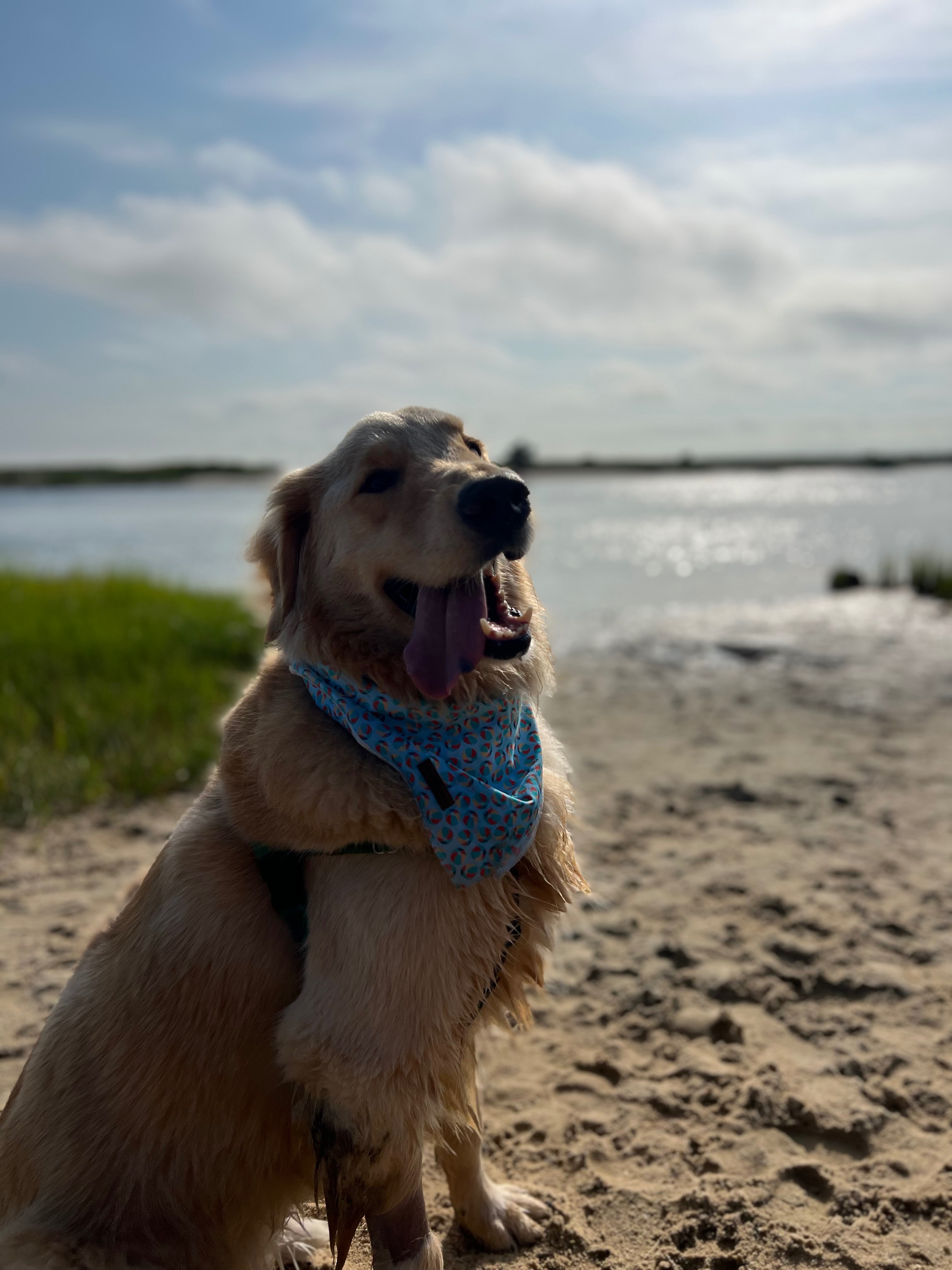Donate to Buddy's Ongoing Medical Care campaign photo, 7 of 8