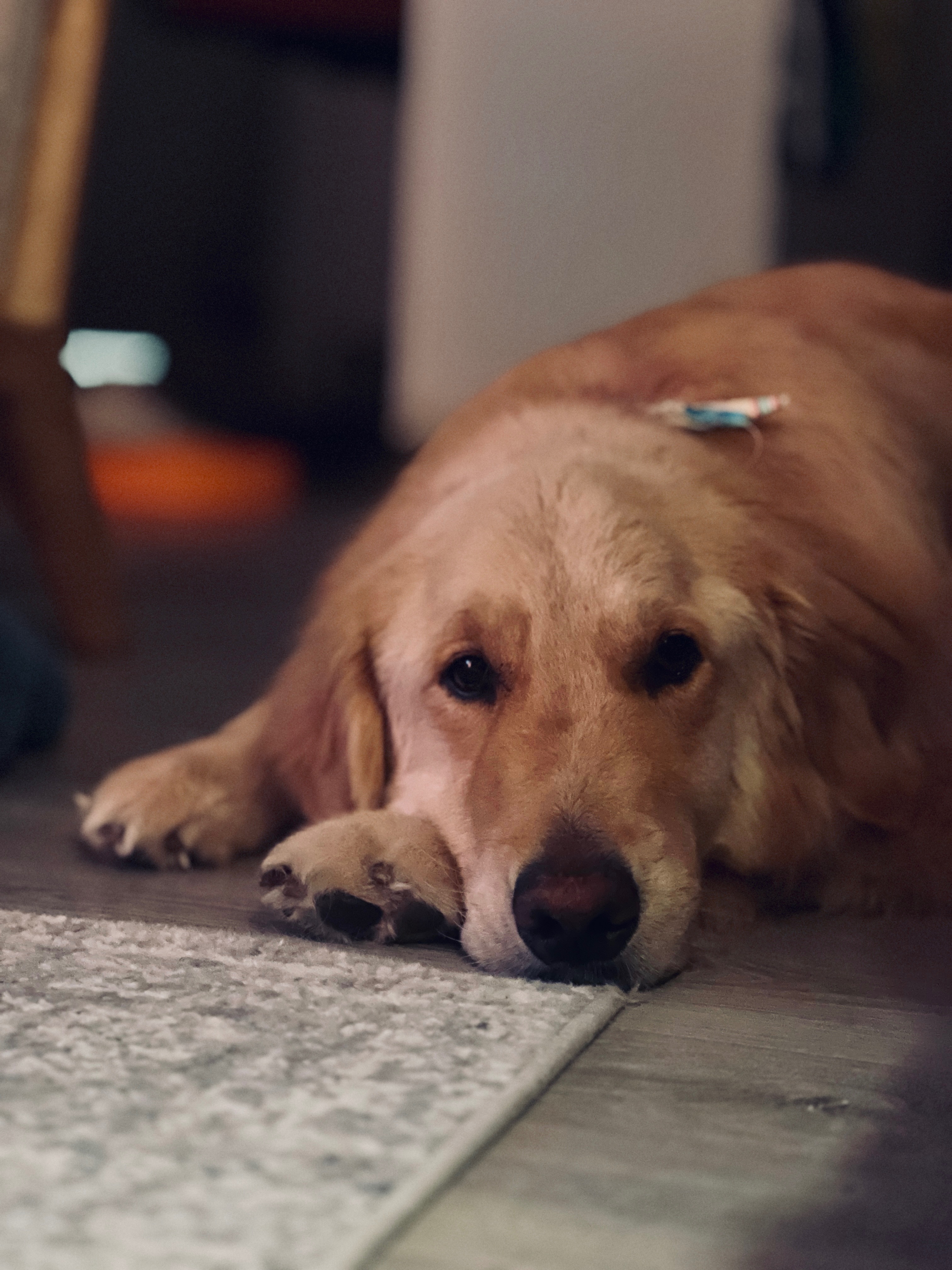 Donate to Buddy's Ongoing Medical Care campaign photo, 2 of 8