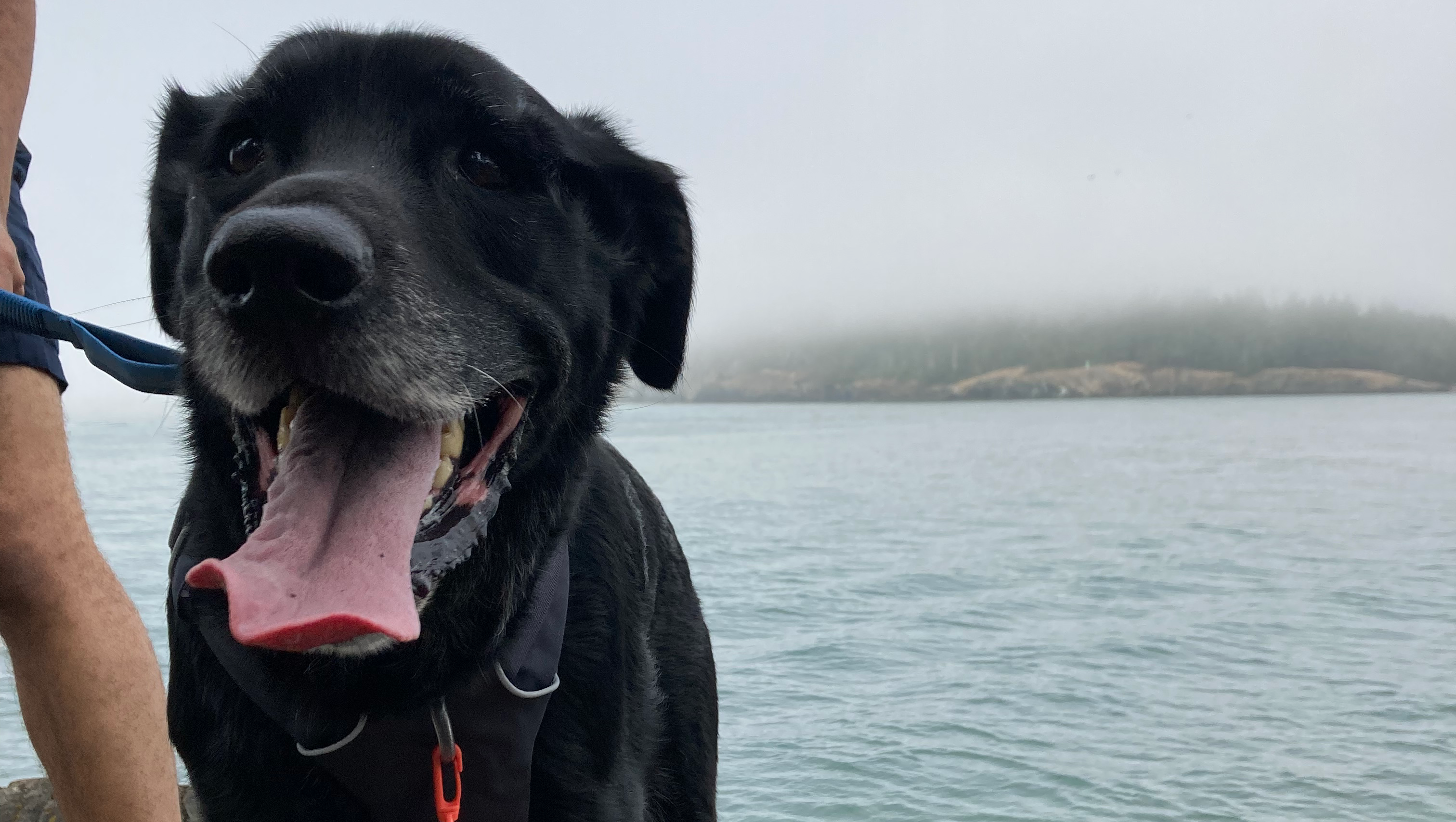 Help with vet bills for our angel boy photo