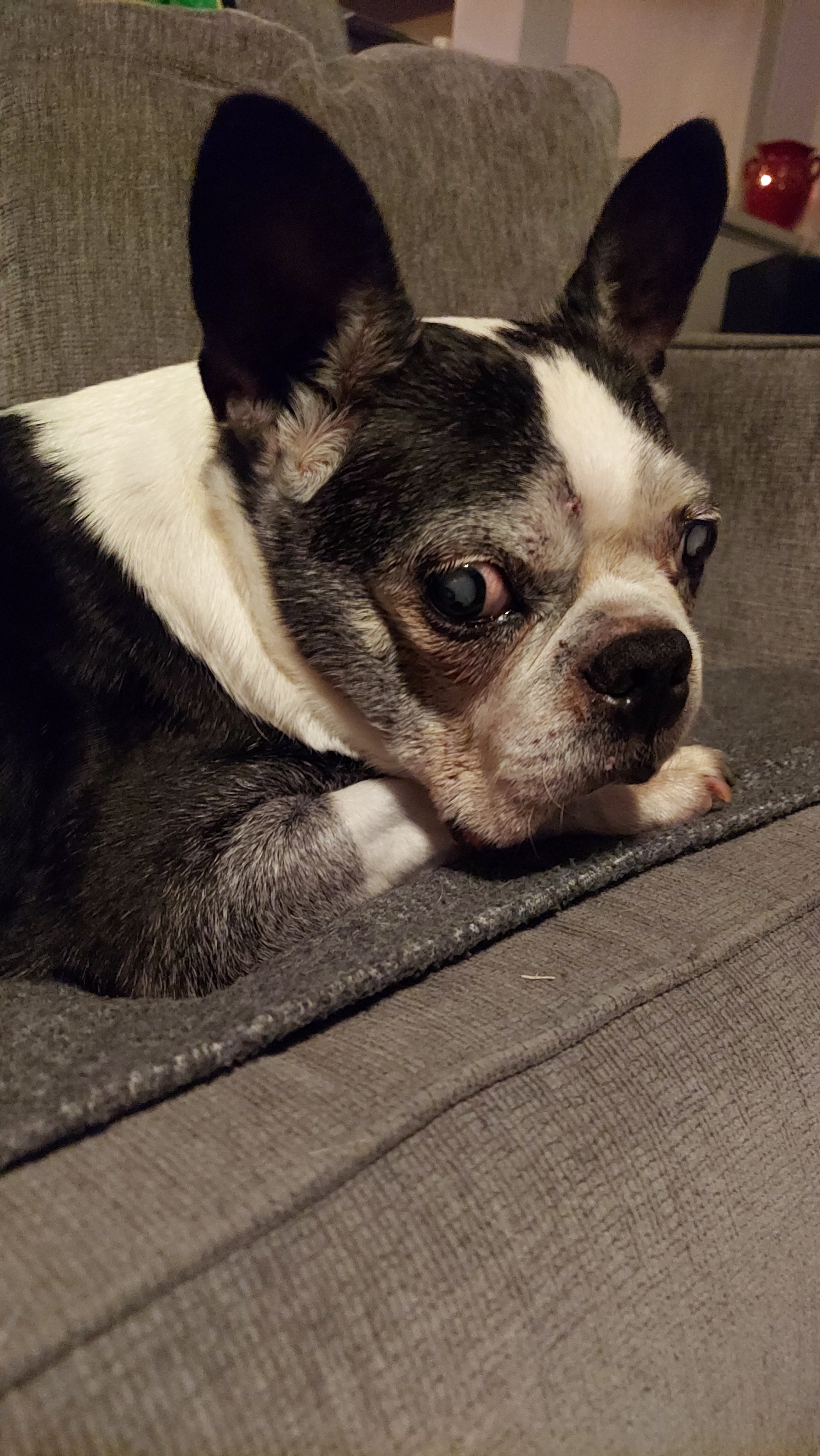 Support Needed for Bruce's Final Vet Expenses campaign photo, 5 of 6