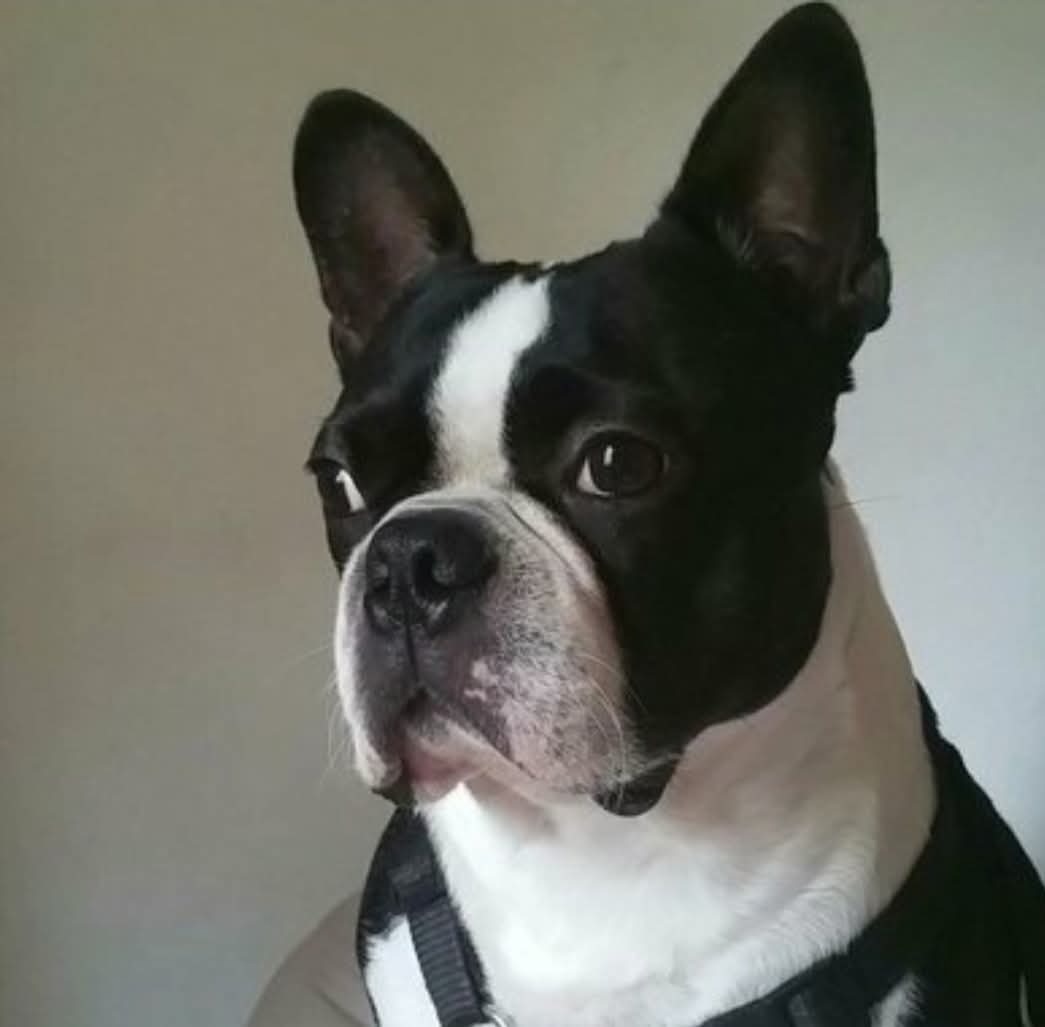 Support Needed for Bruce's Final Vet Expenses campaign photo, 2 of 6