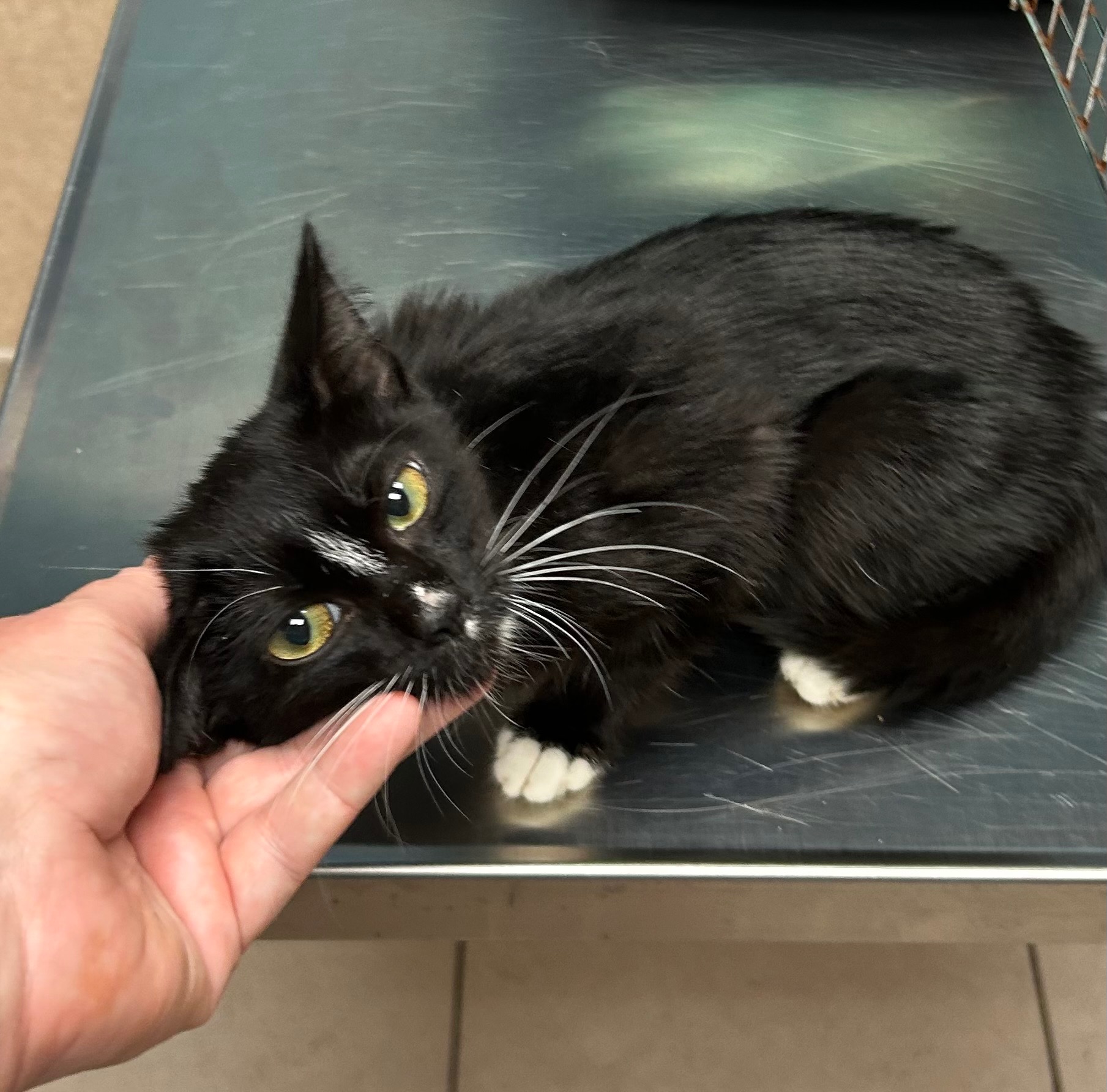 Help OZZY get life saving surgery campaign photo, 4 of 5