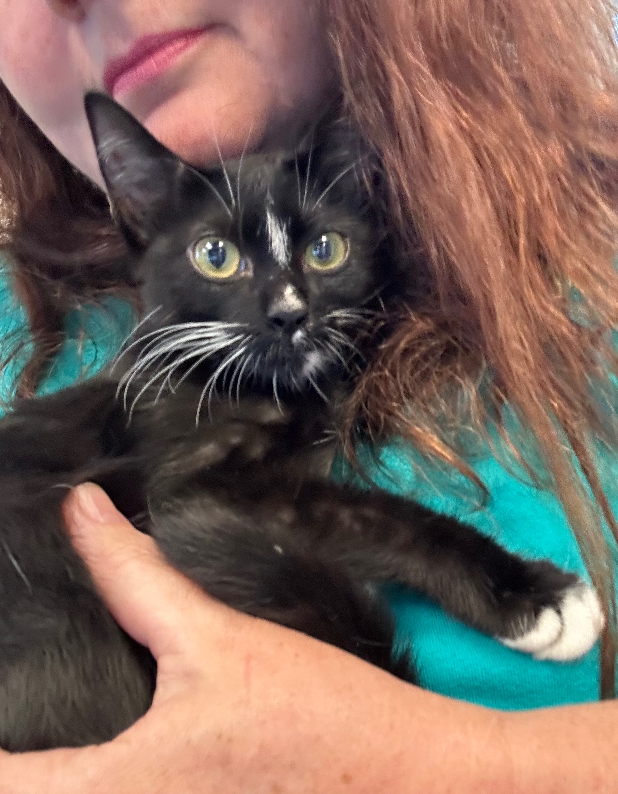 Help OZZY get life saving surgery campaign photo, 2 of 5