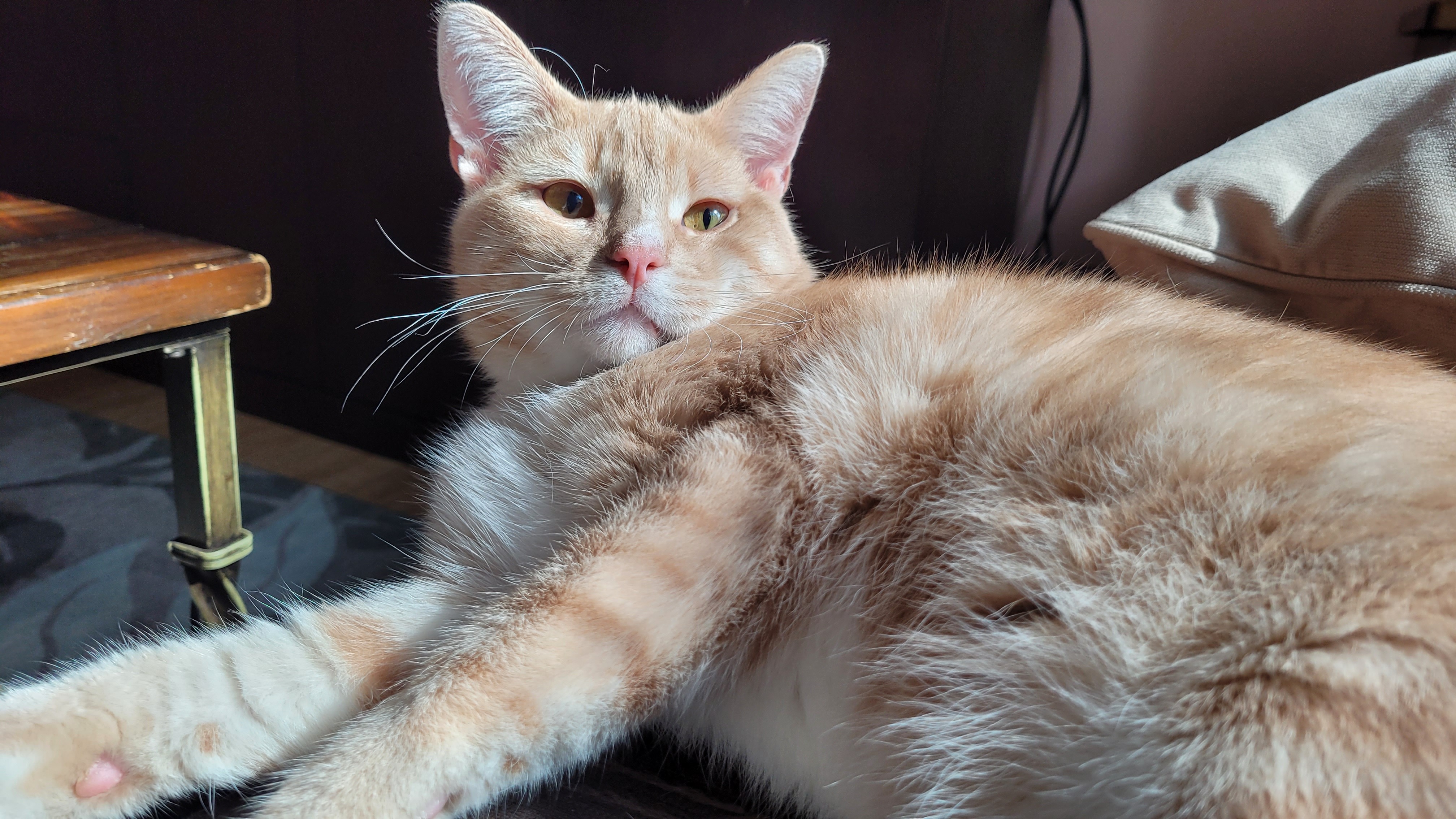 Artemis & Nova's Leukemia Fund campaign photo, 2 of 8